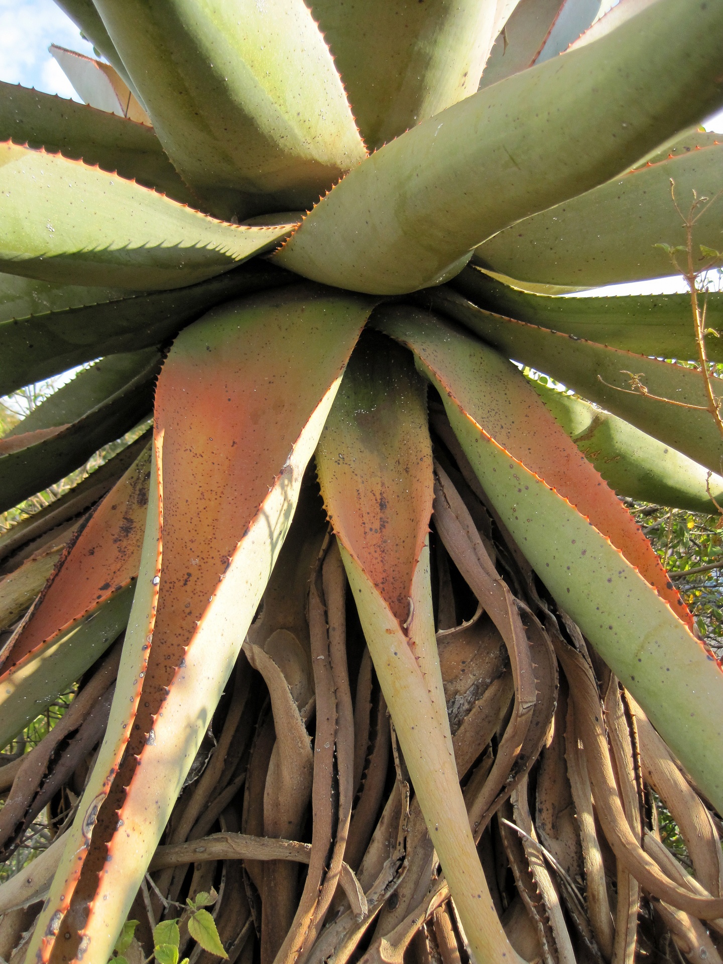 plant succulent aloe free photo