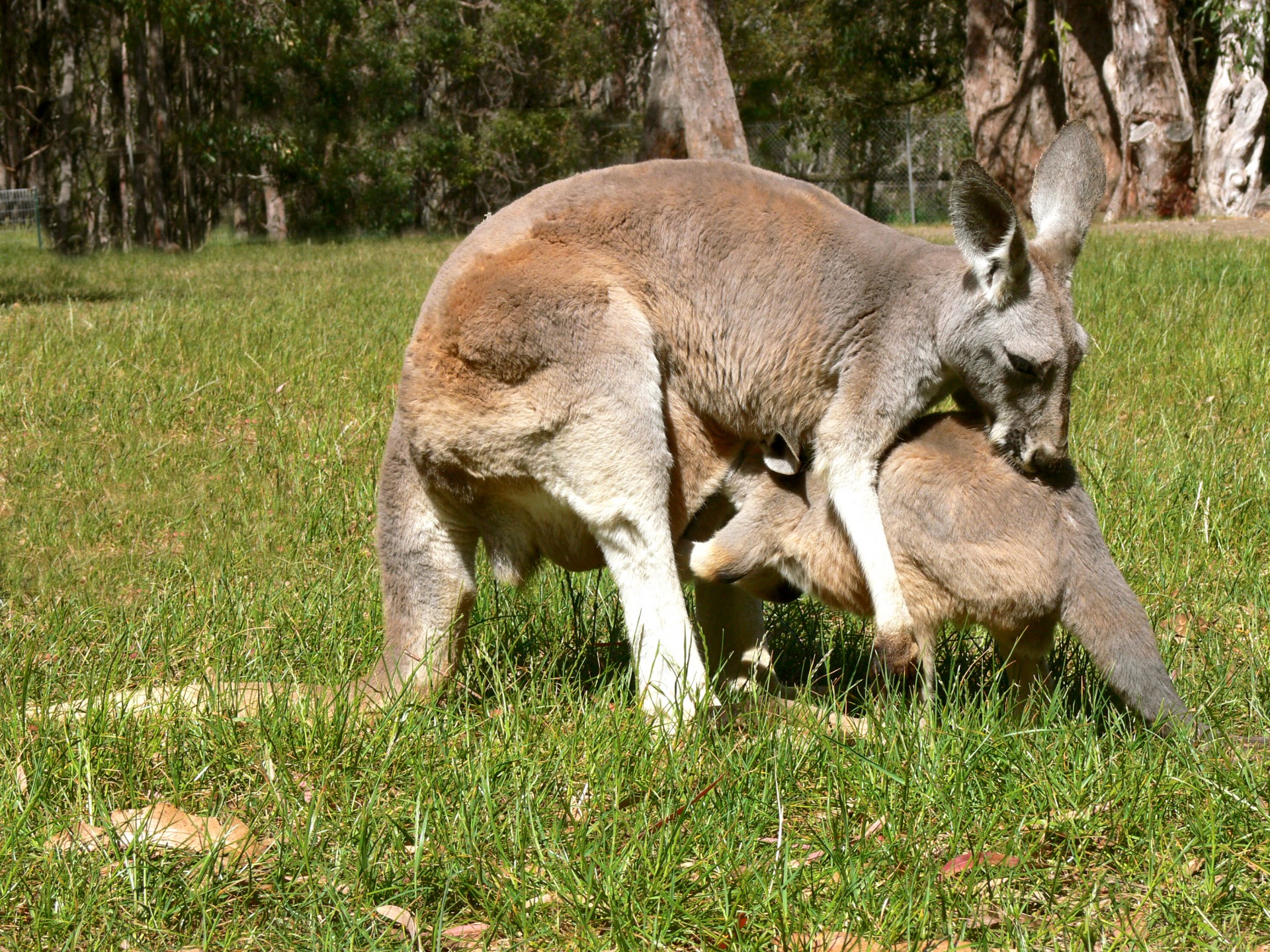 baby kangaroo kangaroo joey free photo