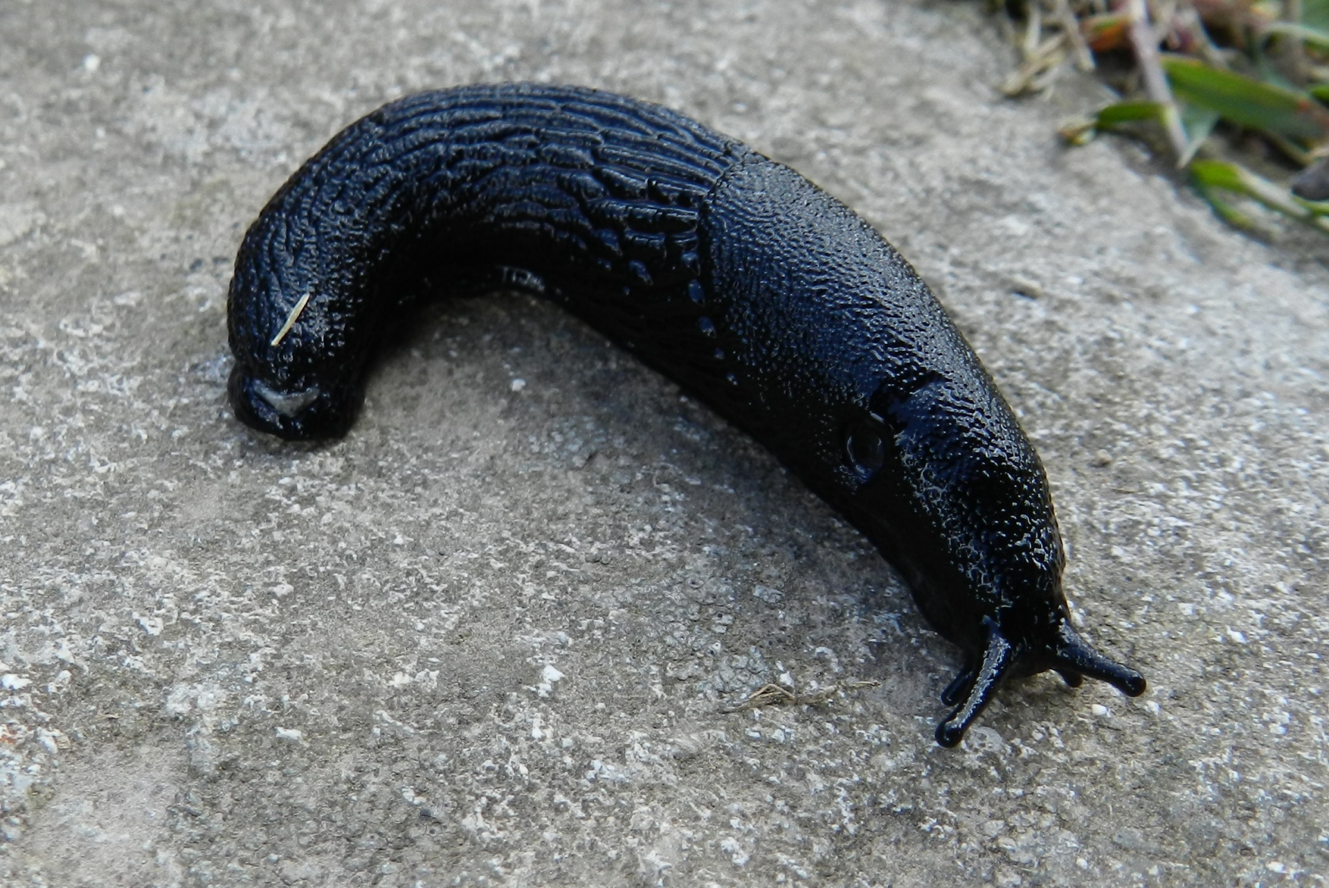 black slug slimy free photo