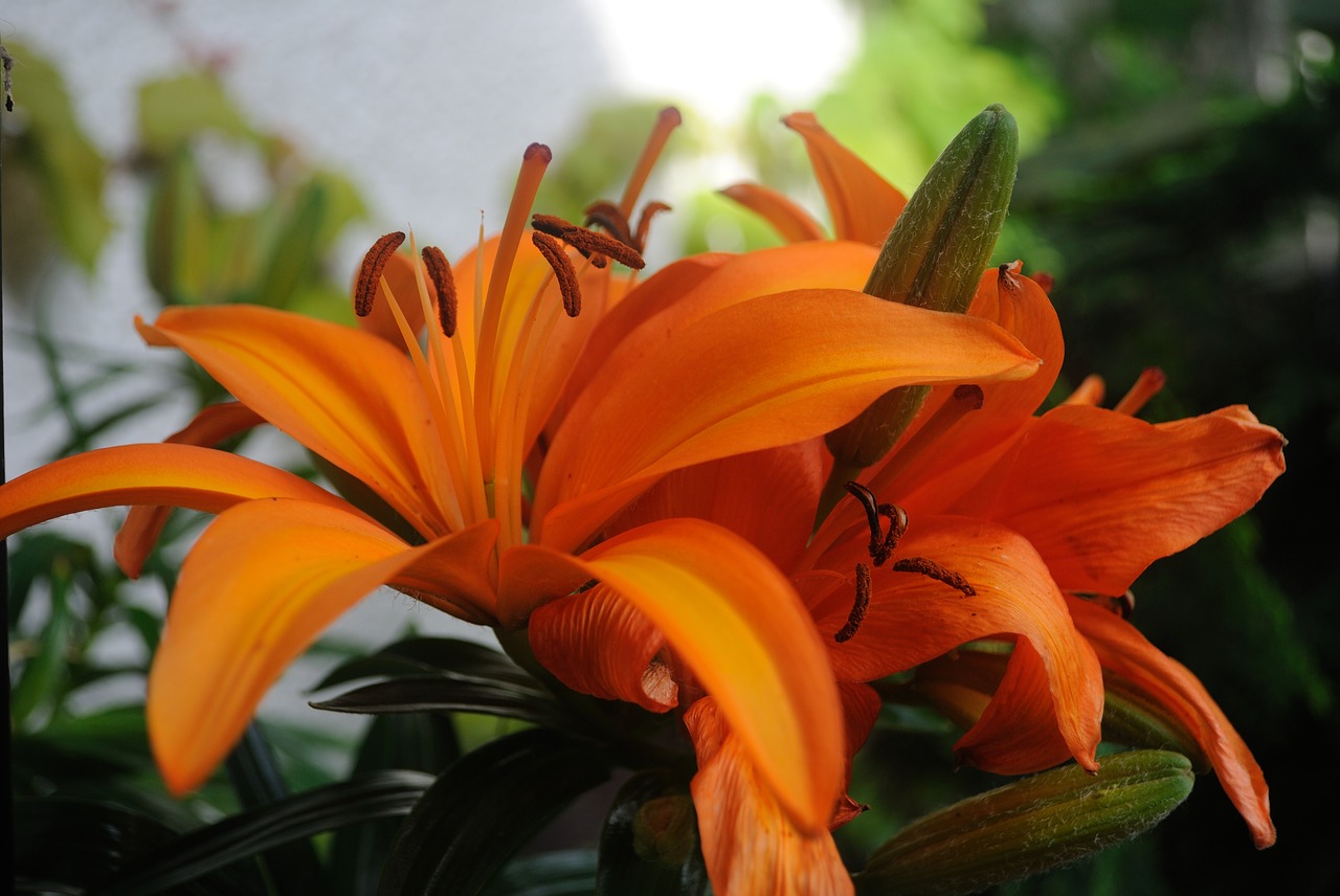 large blooms  orange  flower free photo