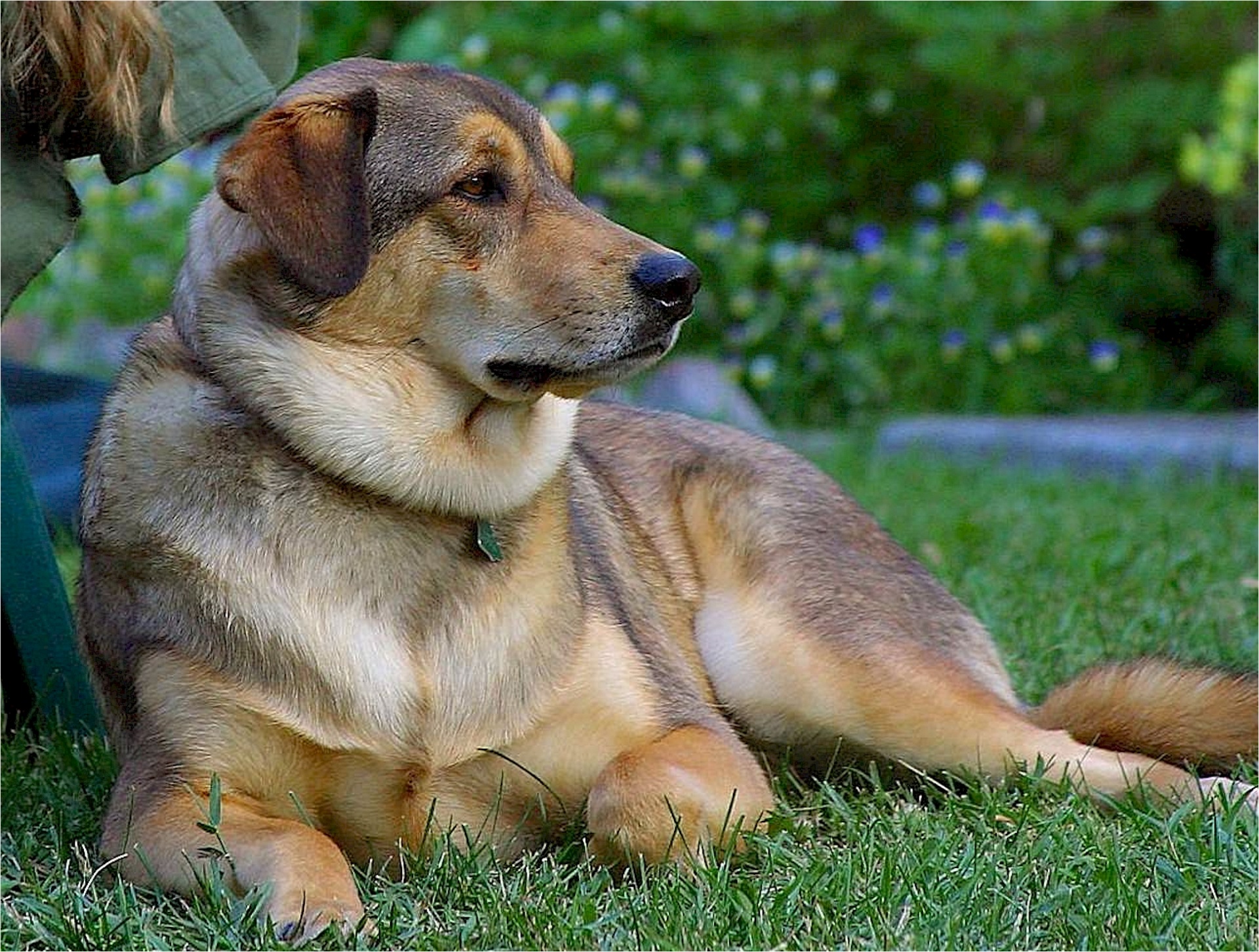 dog canine resting free photo