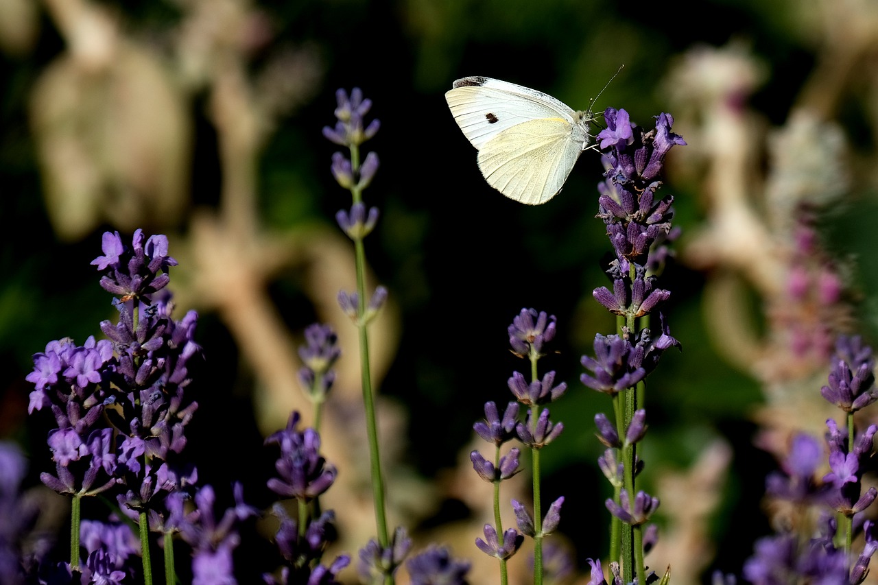 large cabbage white ling  butterfly  insect free photo