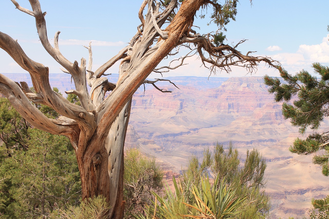 large canyon tree desert free photo
