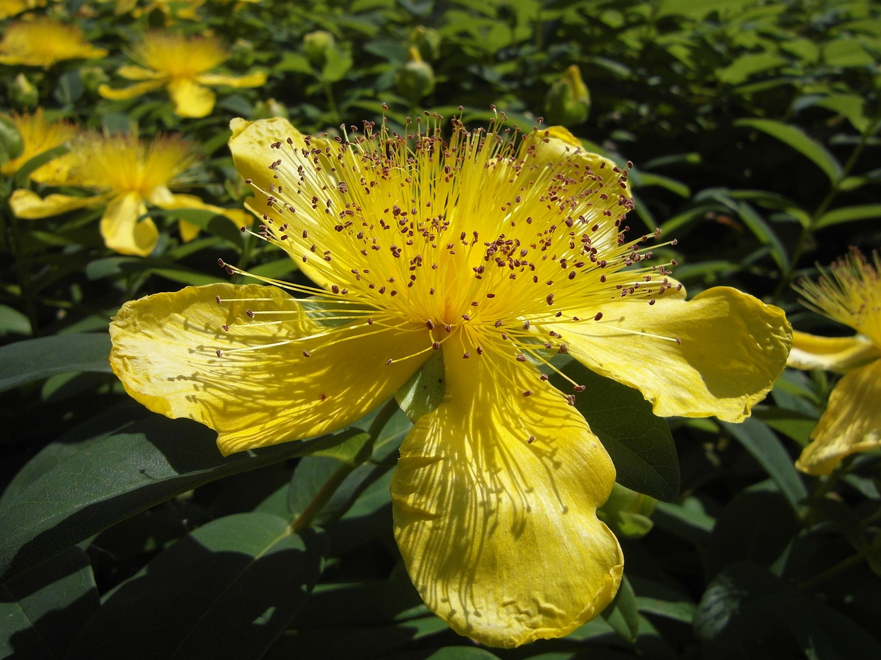 large cup st john's wort flower blossom free photo