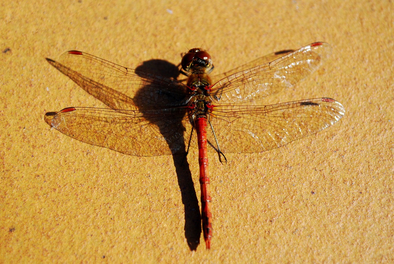 large dragonfly from above  insect  wings spread free photo