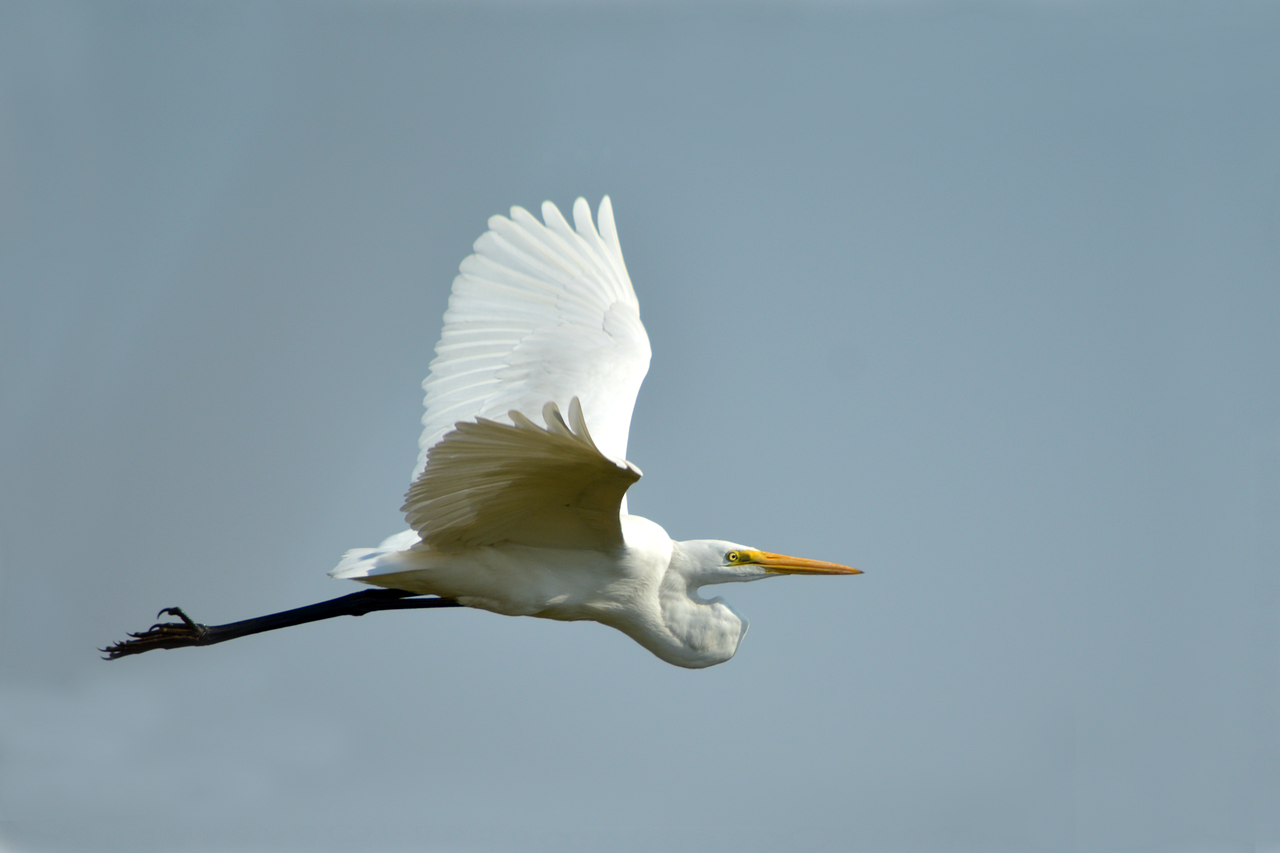 large egret flying  white bird  nature free photo