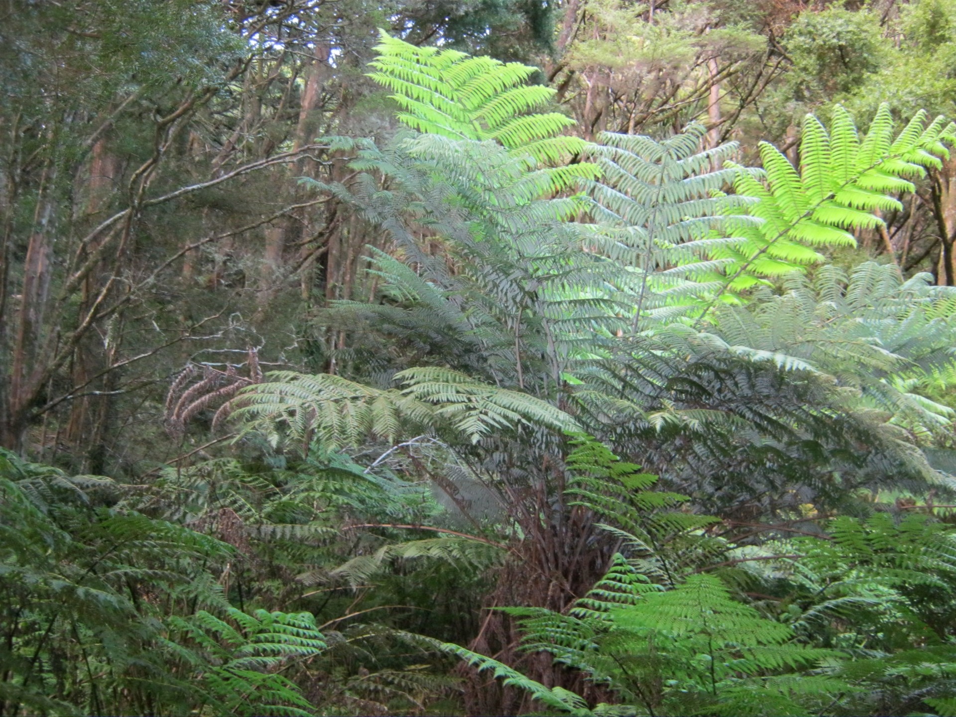 forest fern new zealand free photo