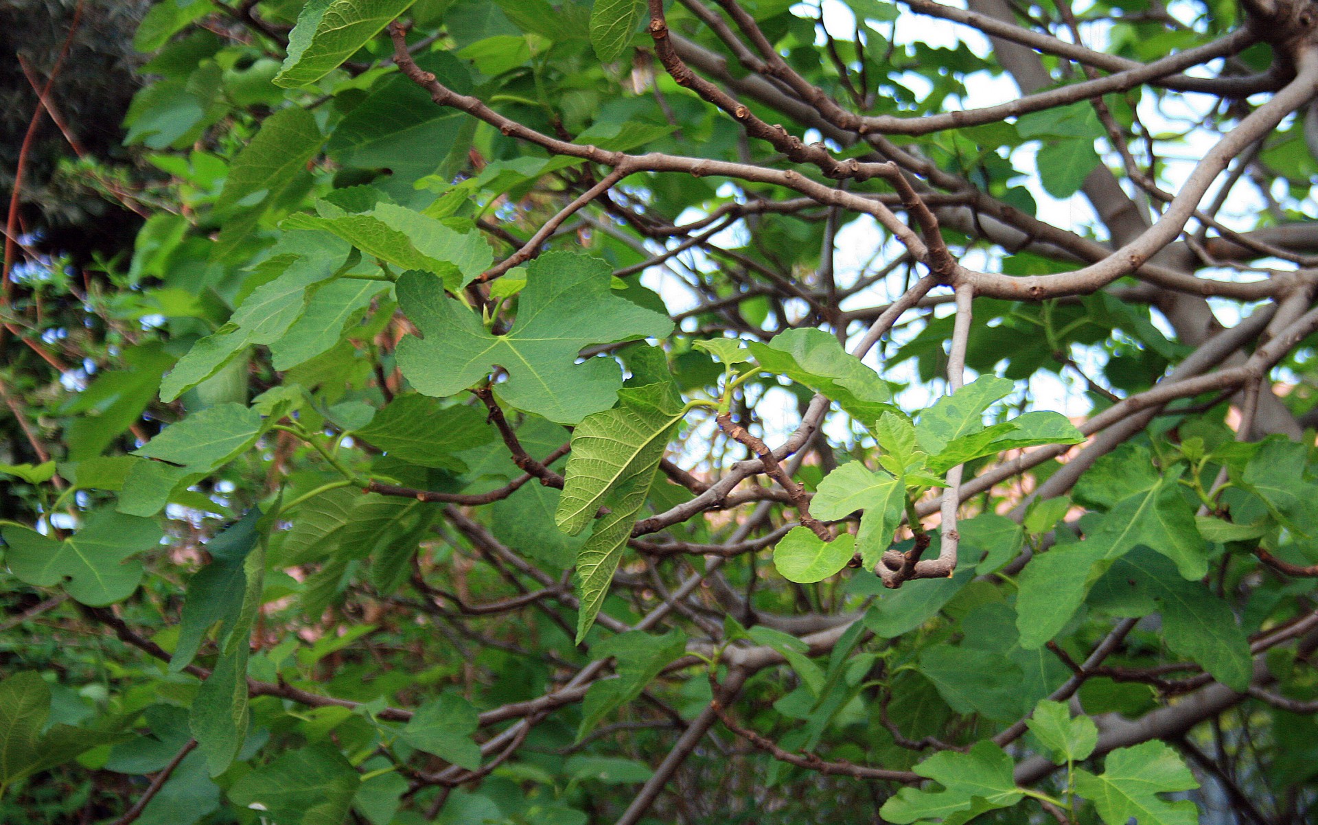 tree fruit fig free photo