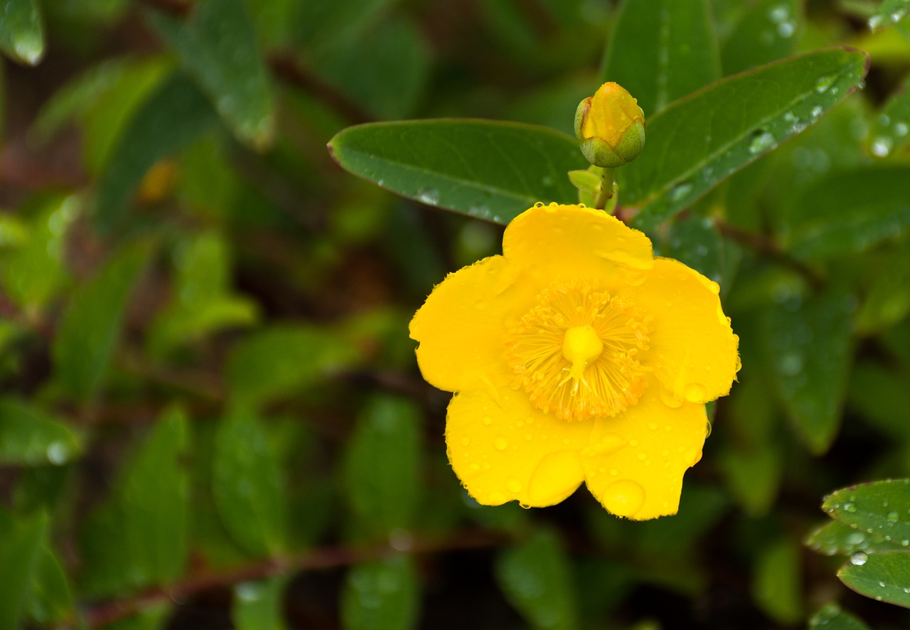 large floral st john's wort flower blossom free photo