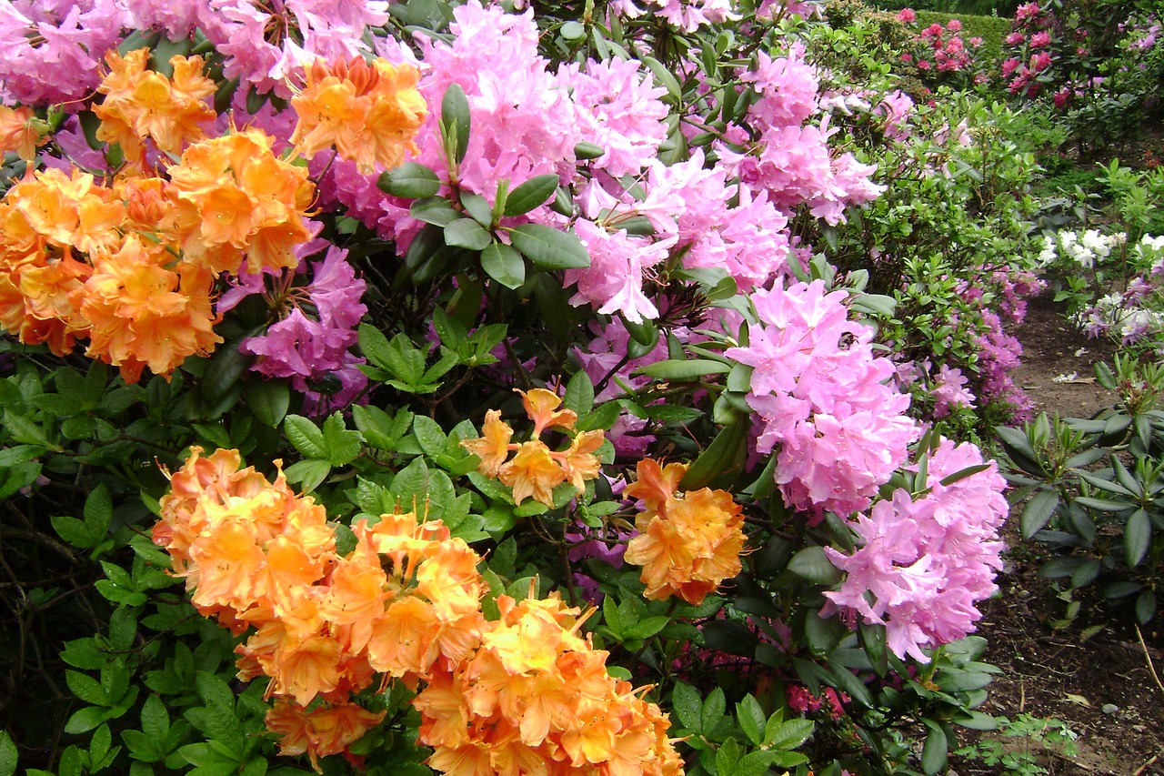 large-flowered azaleas flowers spring free photo