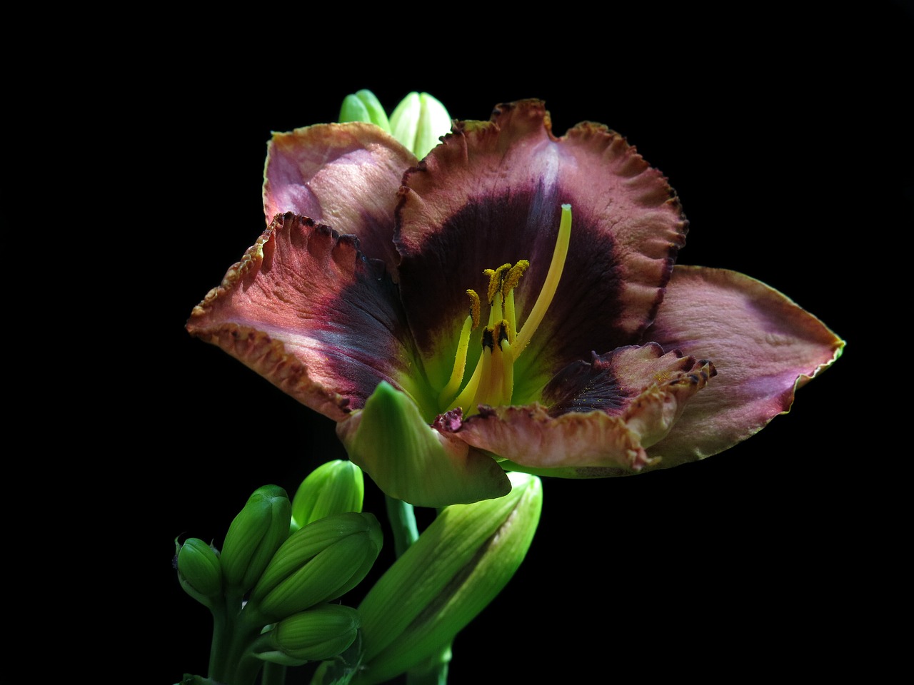 large-flowered daylily  hemerocallis  daylily-eyes star free photo