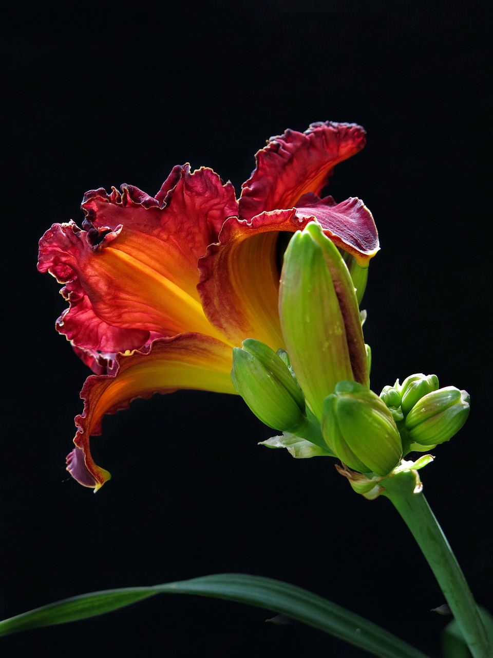 large-flowered daylily  red flower  flower free photo