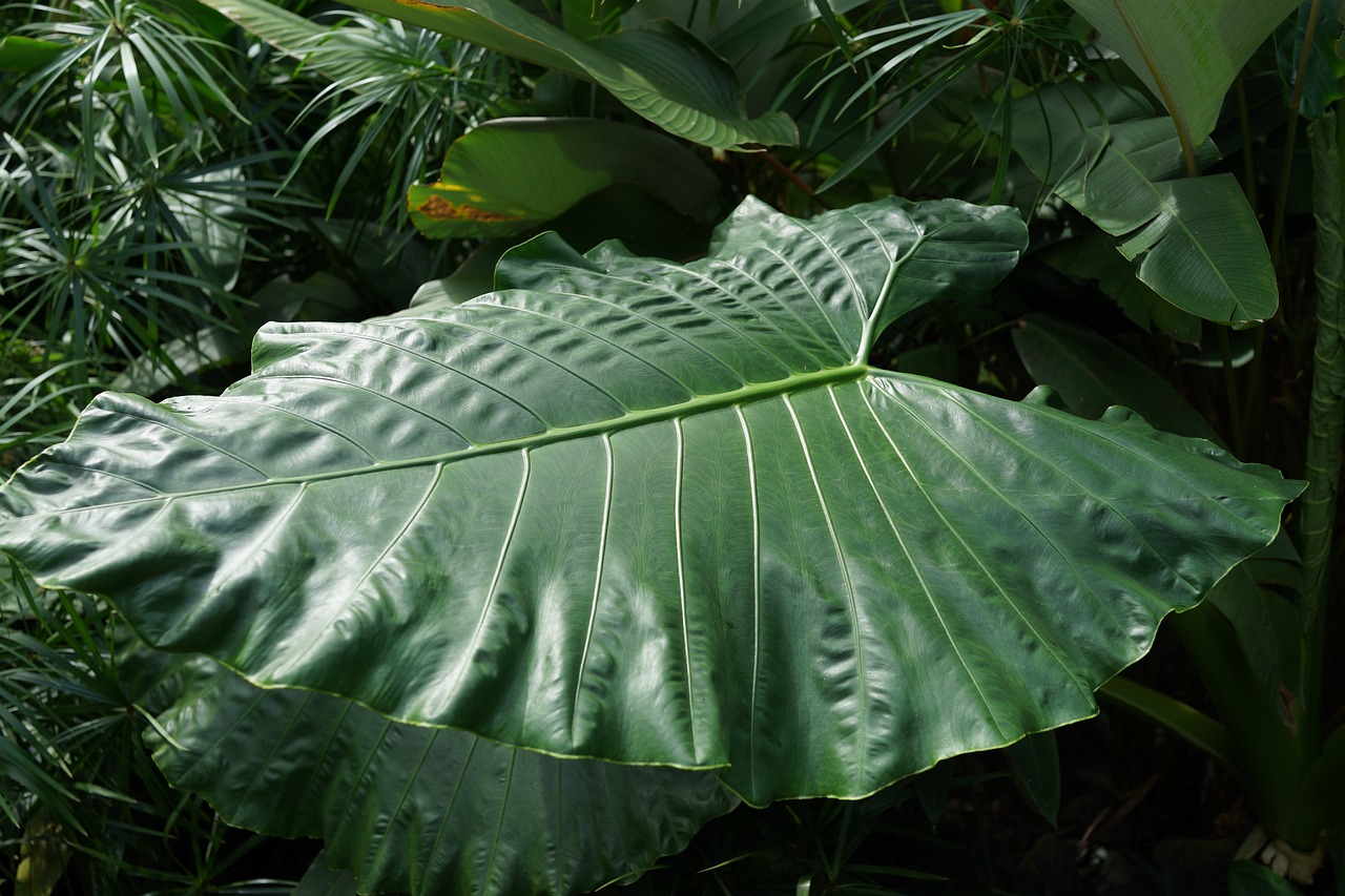 large forest leaf yam taro plant free photo