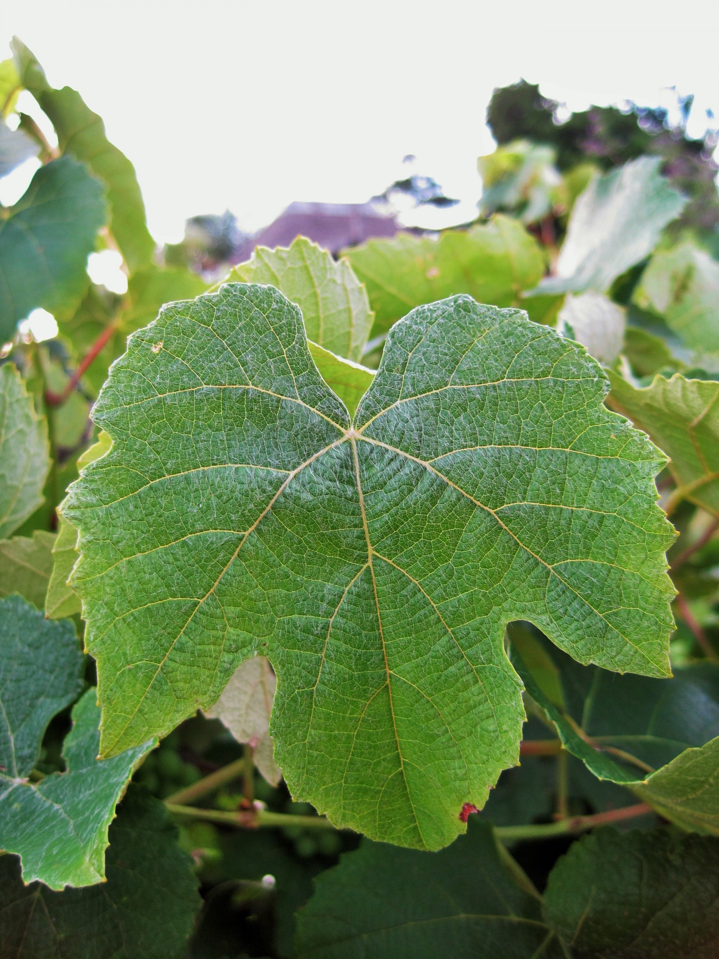 leaf green vine free photo