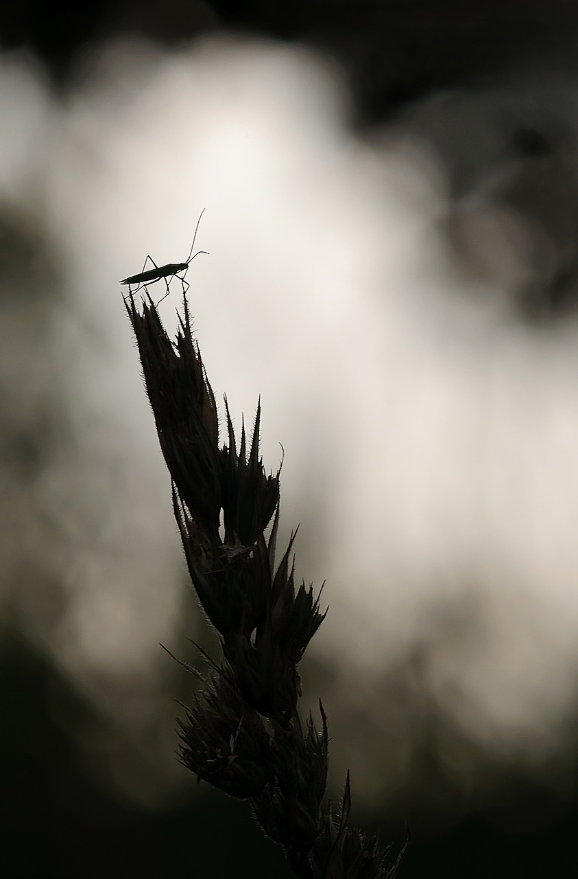 large grass bug megaloceroea recticornis lichtspiel free photo