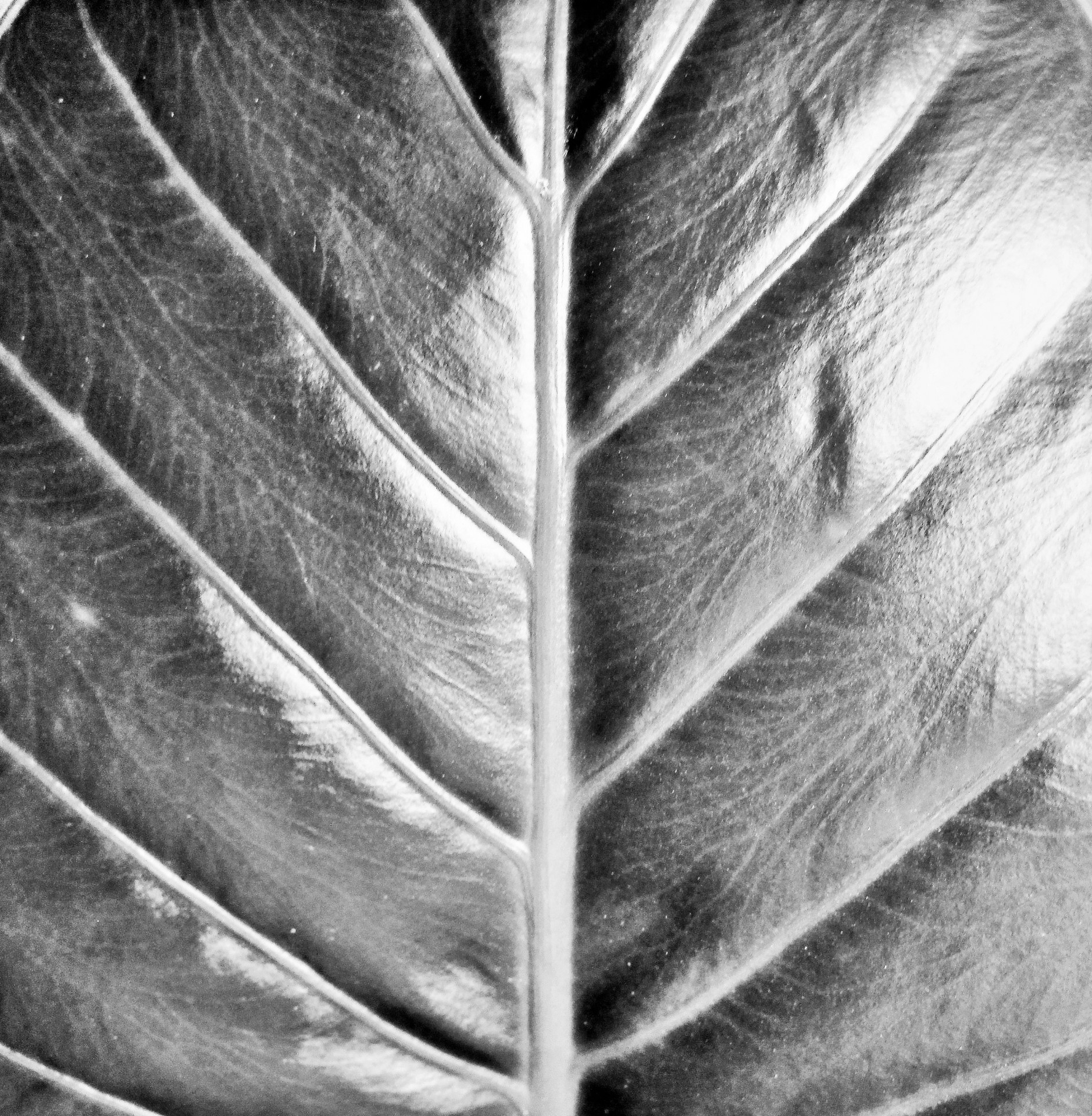 leaf large plump free photo