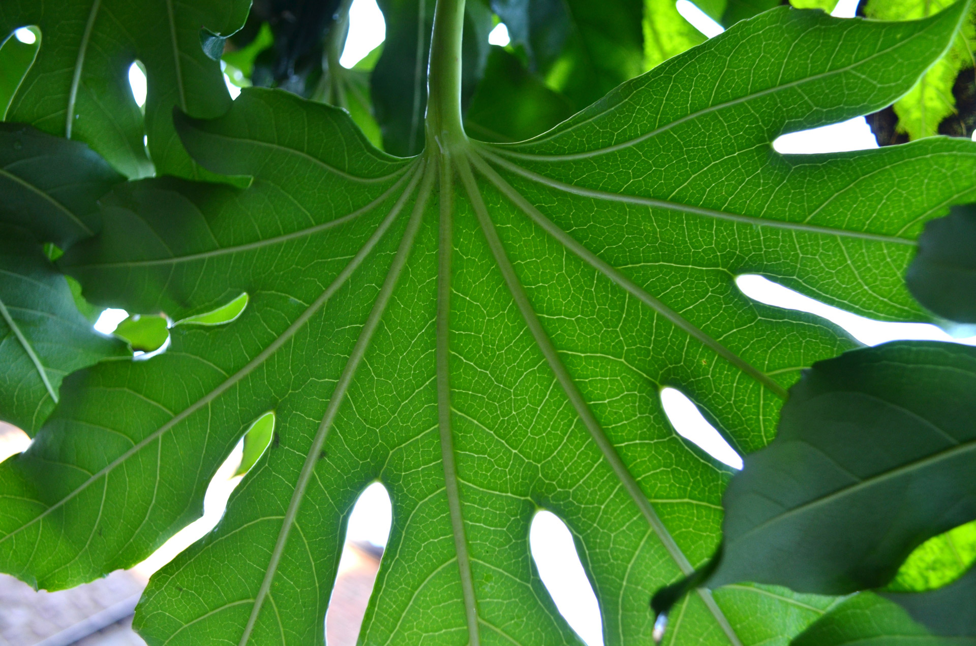 large green leaf free photo