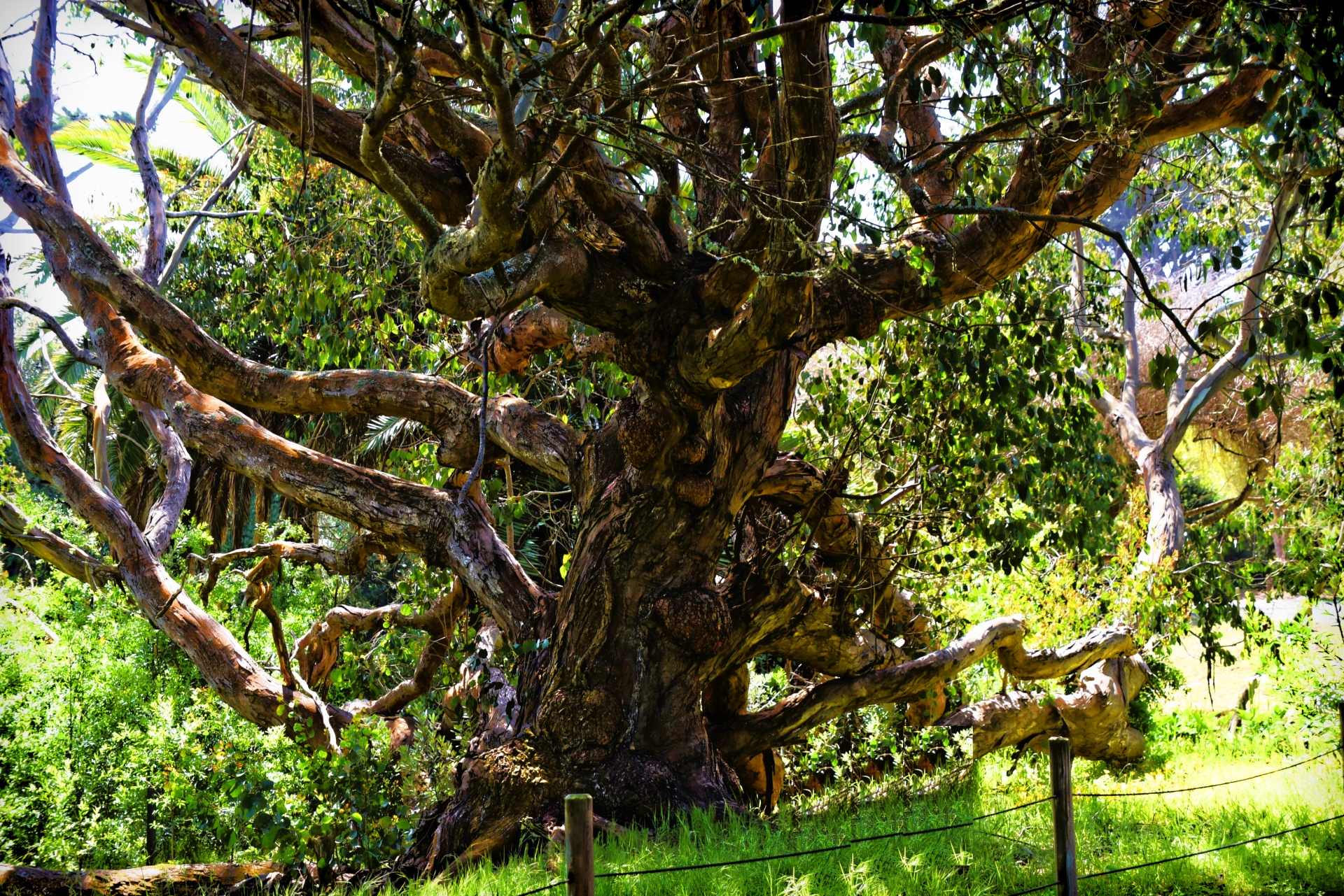 gum tree ornate large free photo
