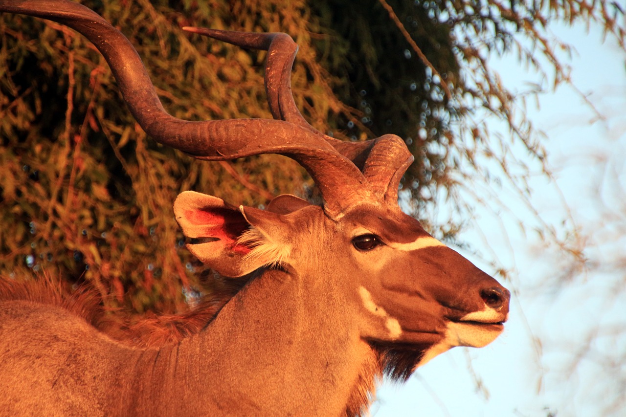 large kudu antelope africa free photo