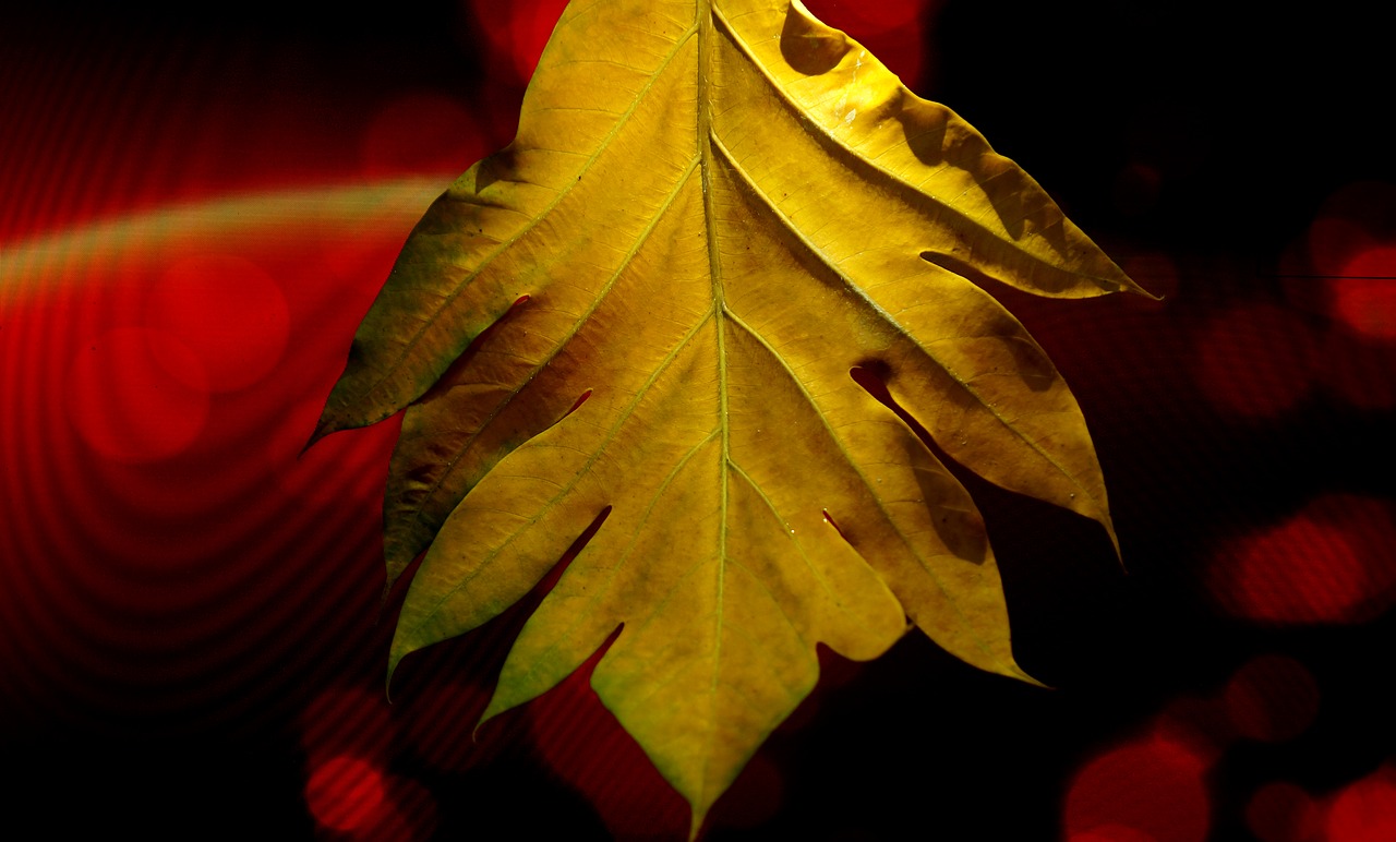 large leaf yellow leaves background free photo