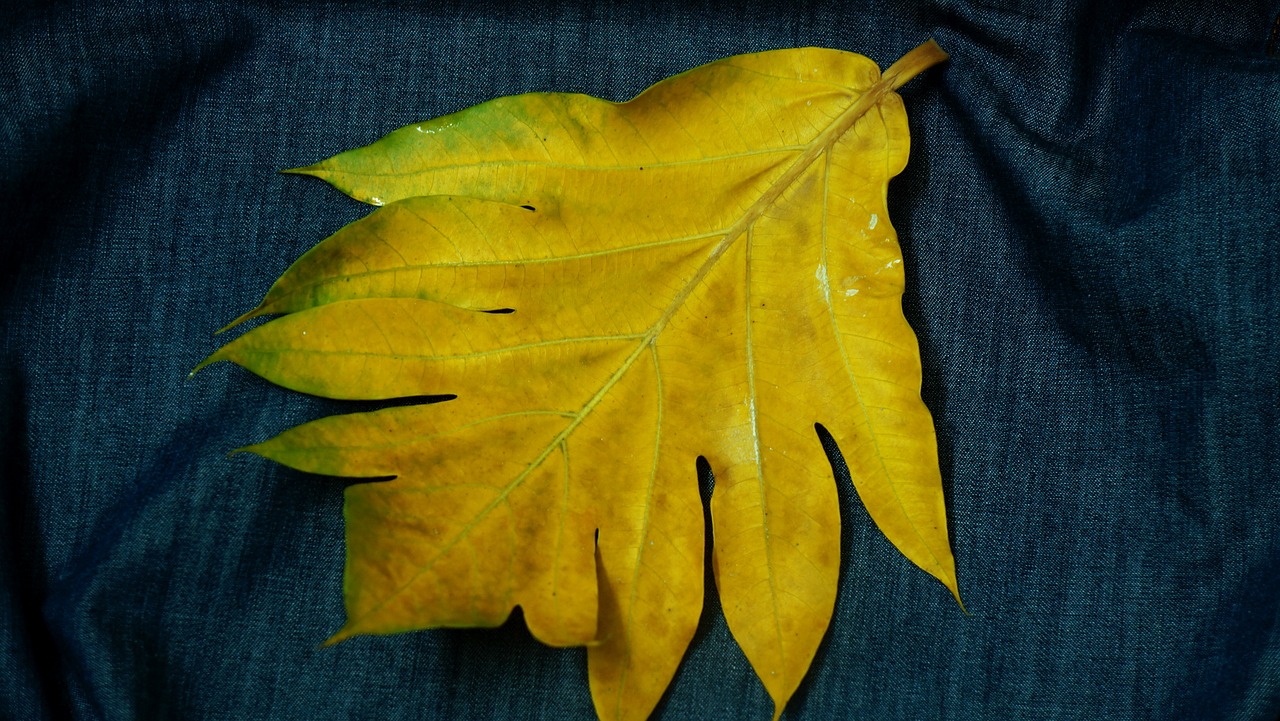 large leaf yellow leaves decorate free photo