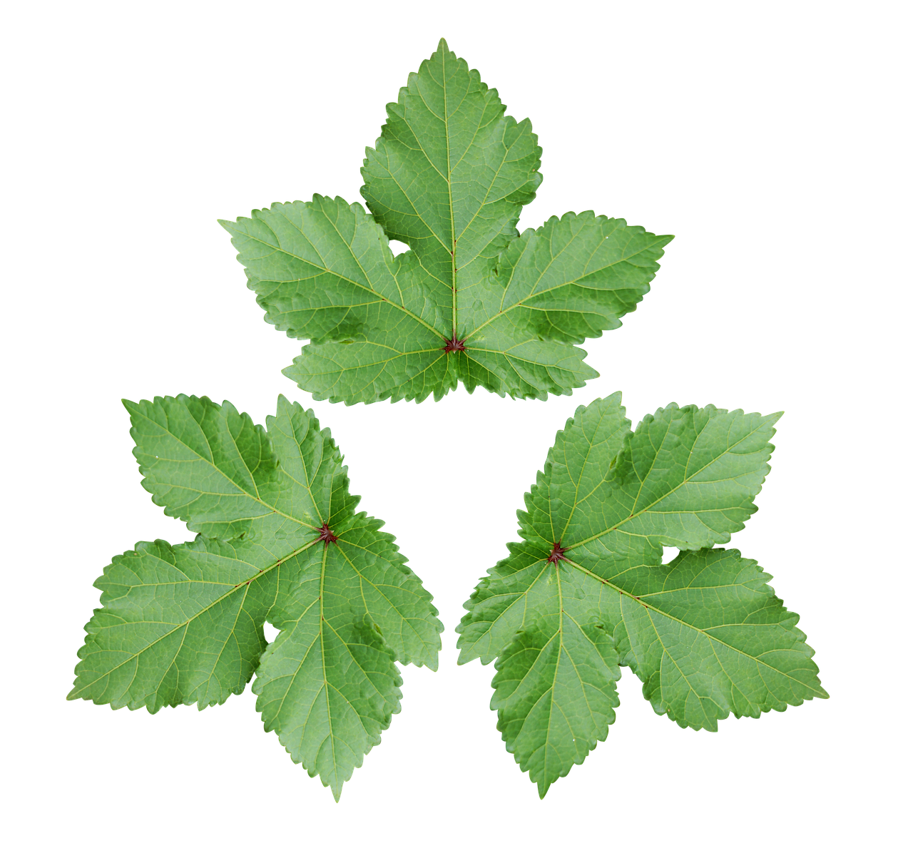 large leaf decoration wallpaper green leaf free photo