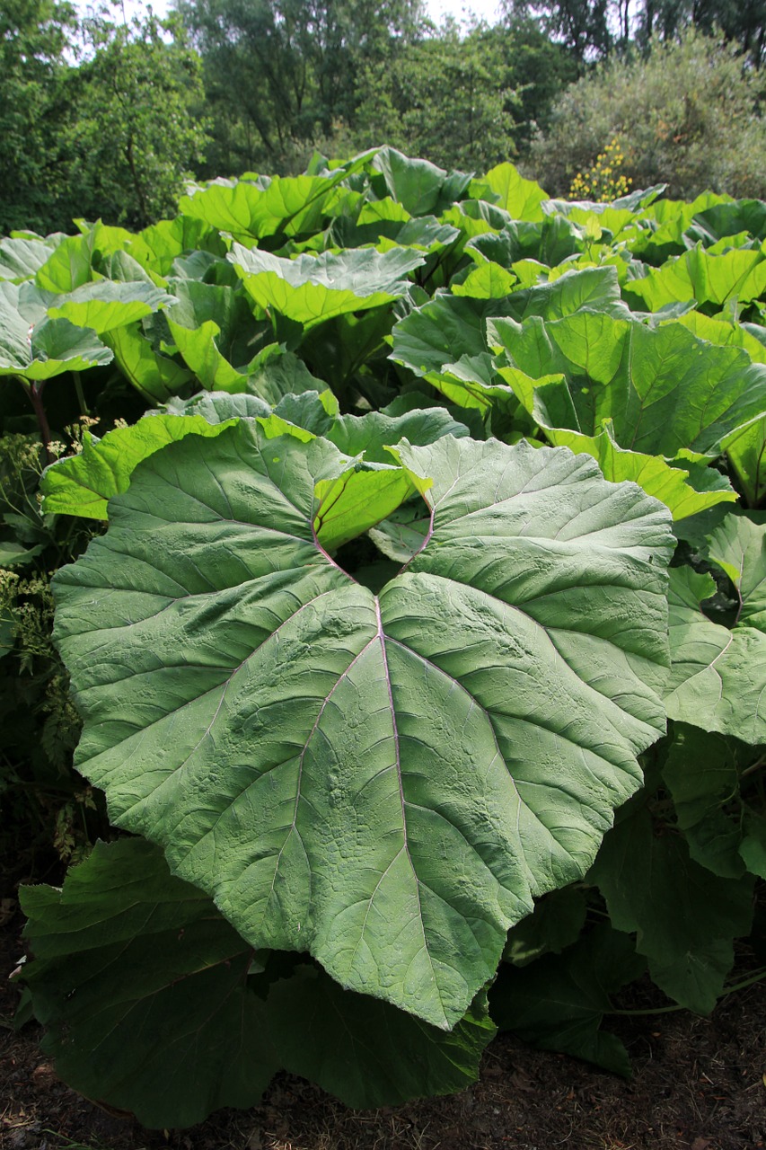 large leaves green acanthus plant free photo