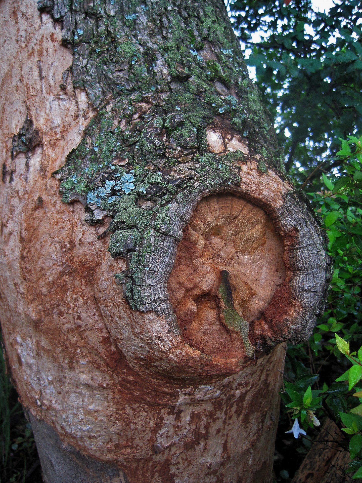 tree trunk branch free photo