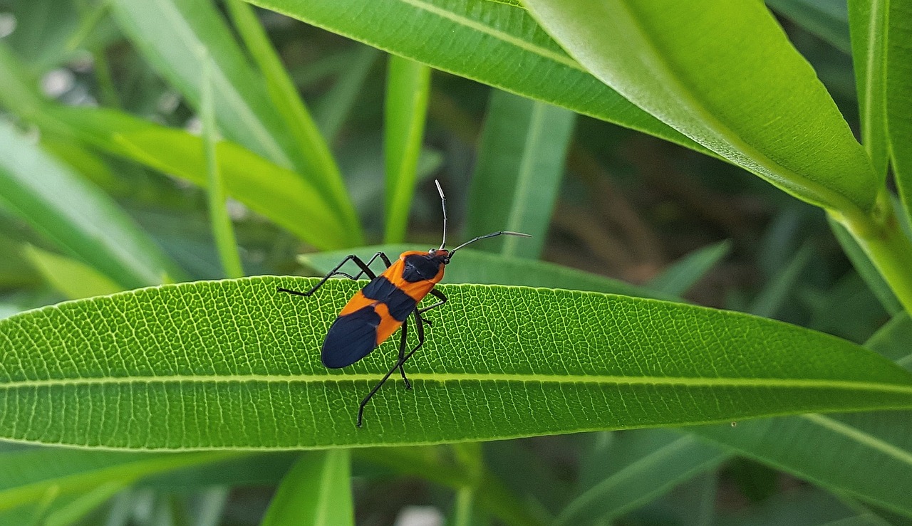 large milkweed bug bug insect free photo