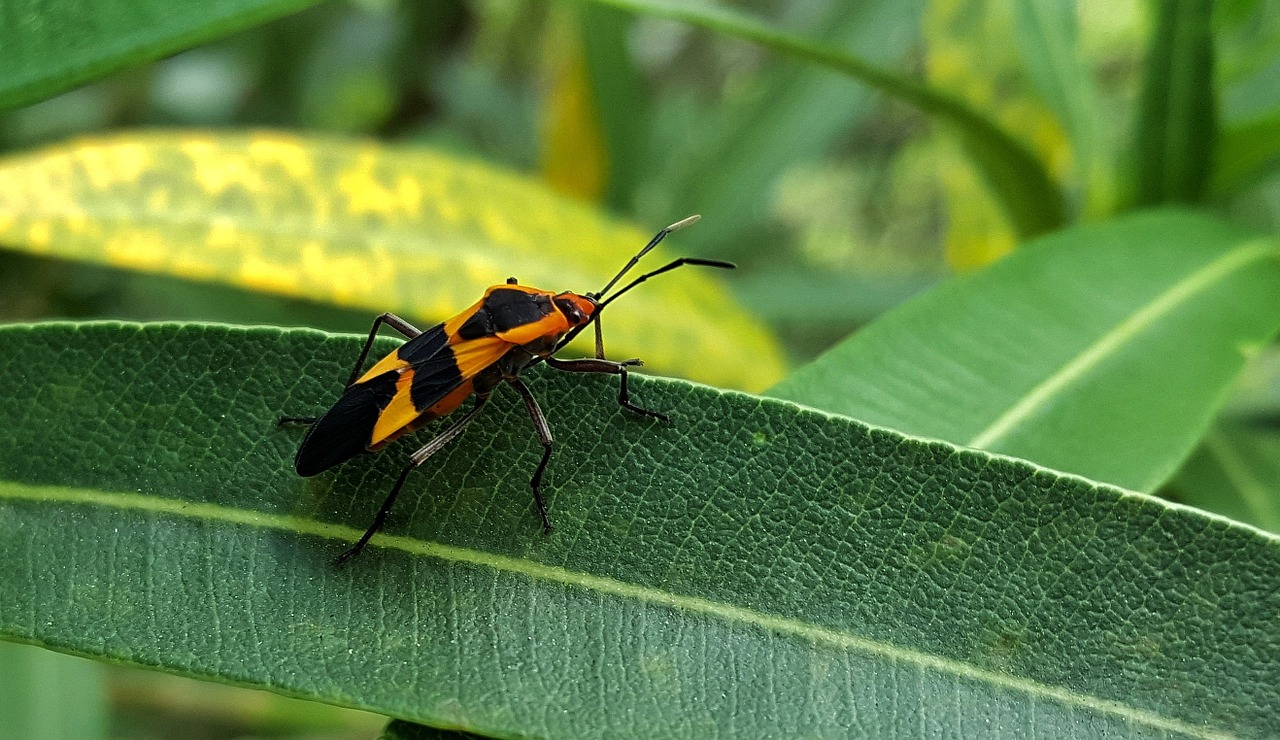 large milkweed bug bug insect free photo
