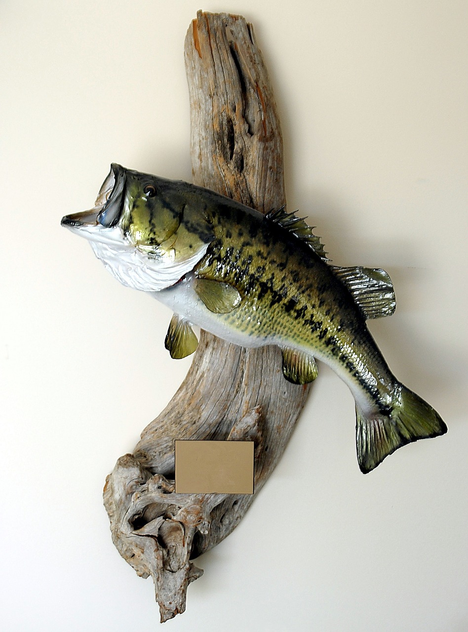 large mouth bass fish mount taxidermy free photo
