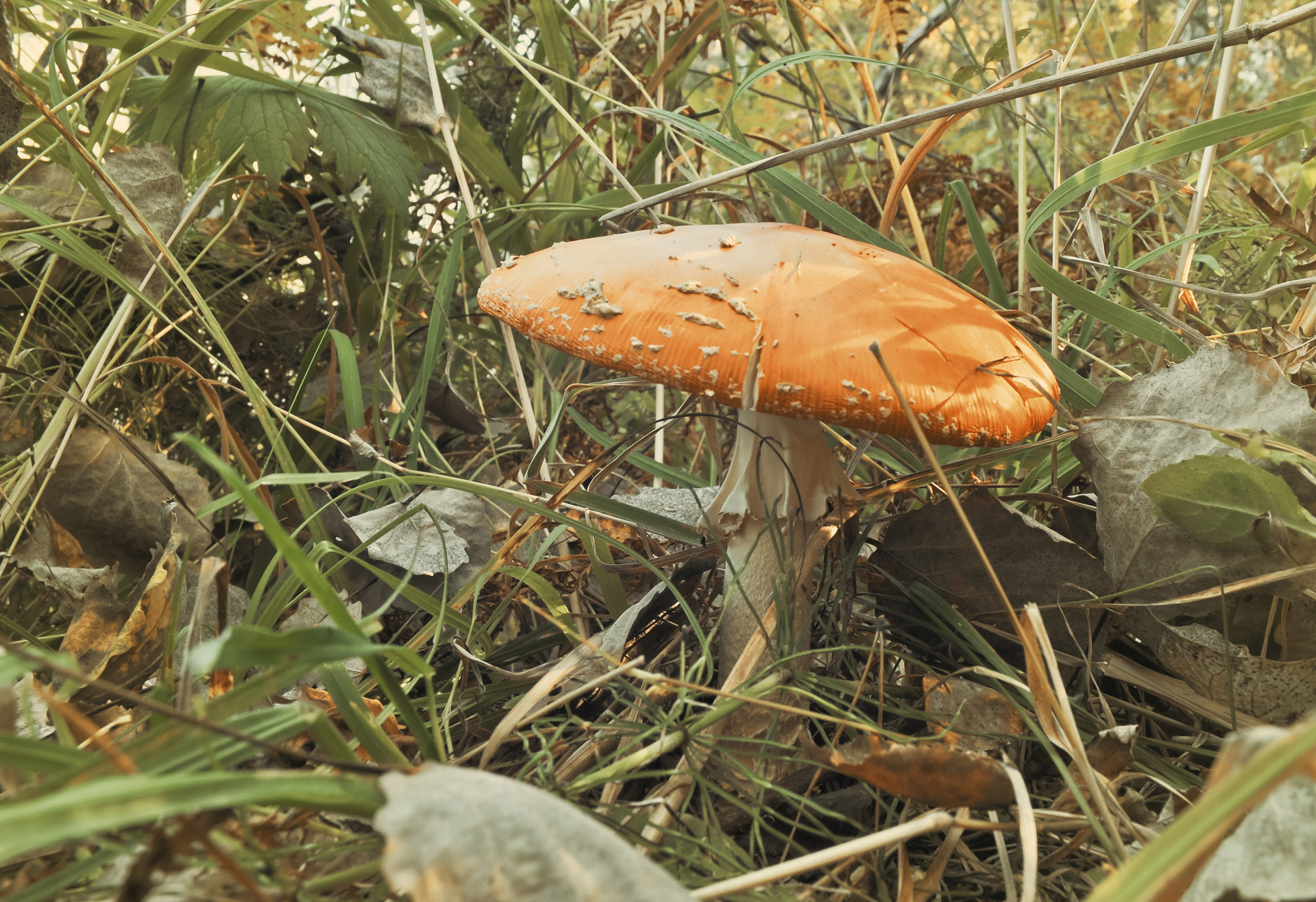 mushroom nature objects free photo