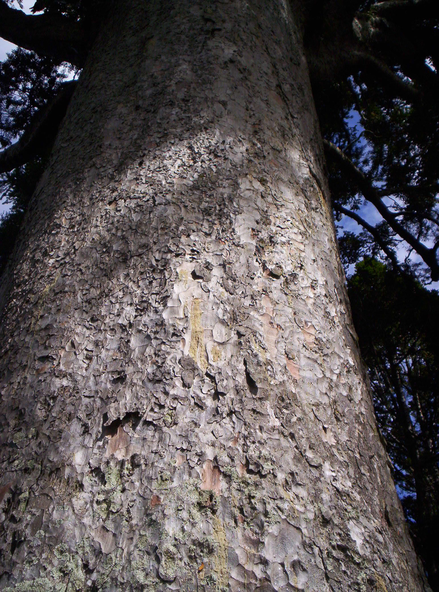 kauri trunk large tree trunk nature free photo