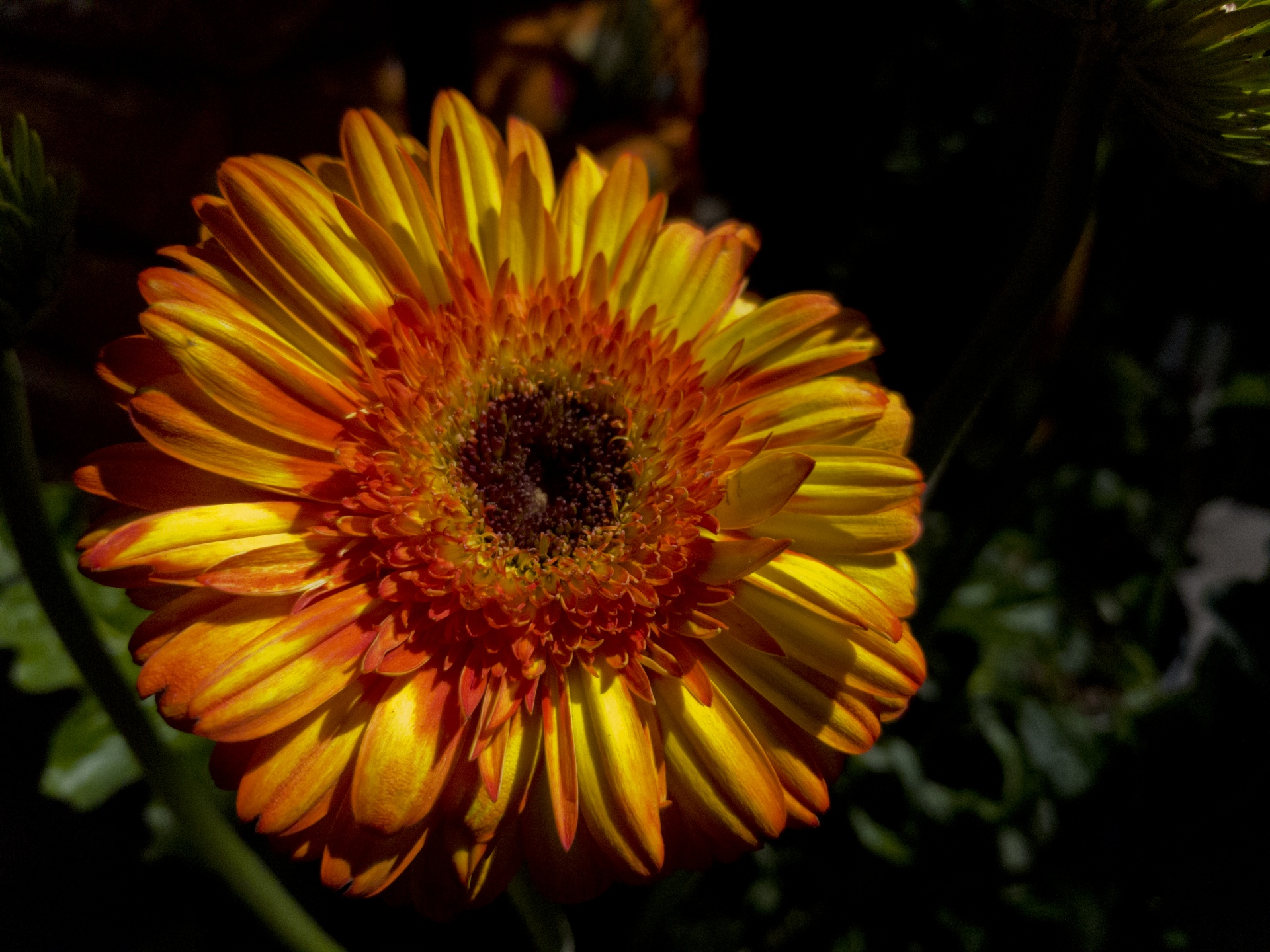 chrysanthemum flower orange free photo