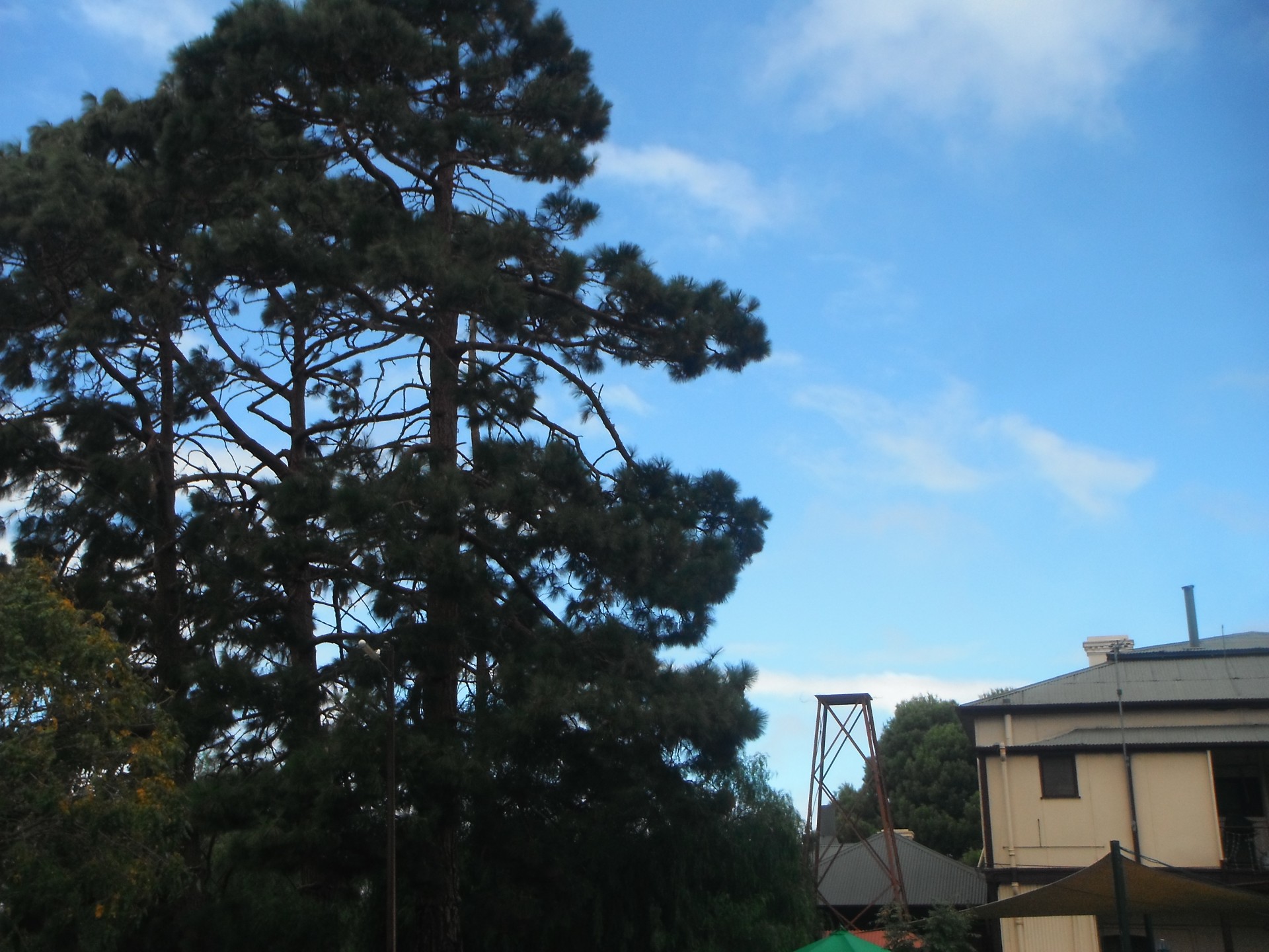 pine trees sky hotel free photo