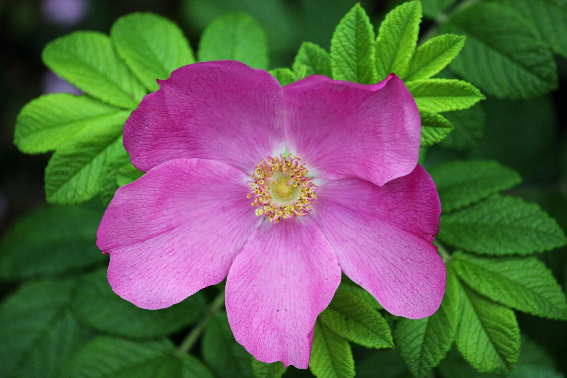 pink flower pink flower free photo