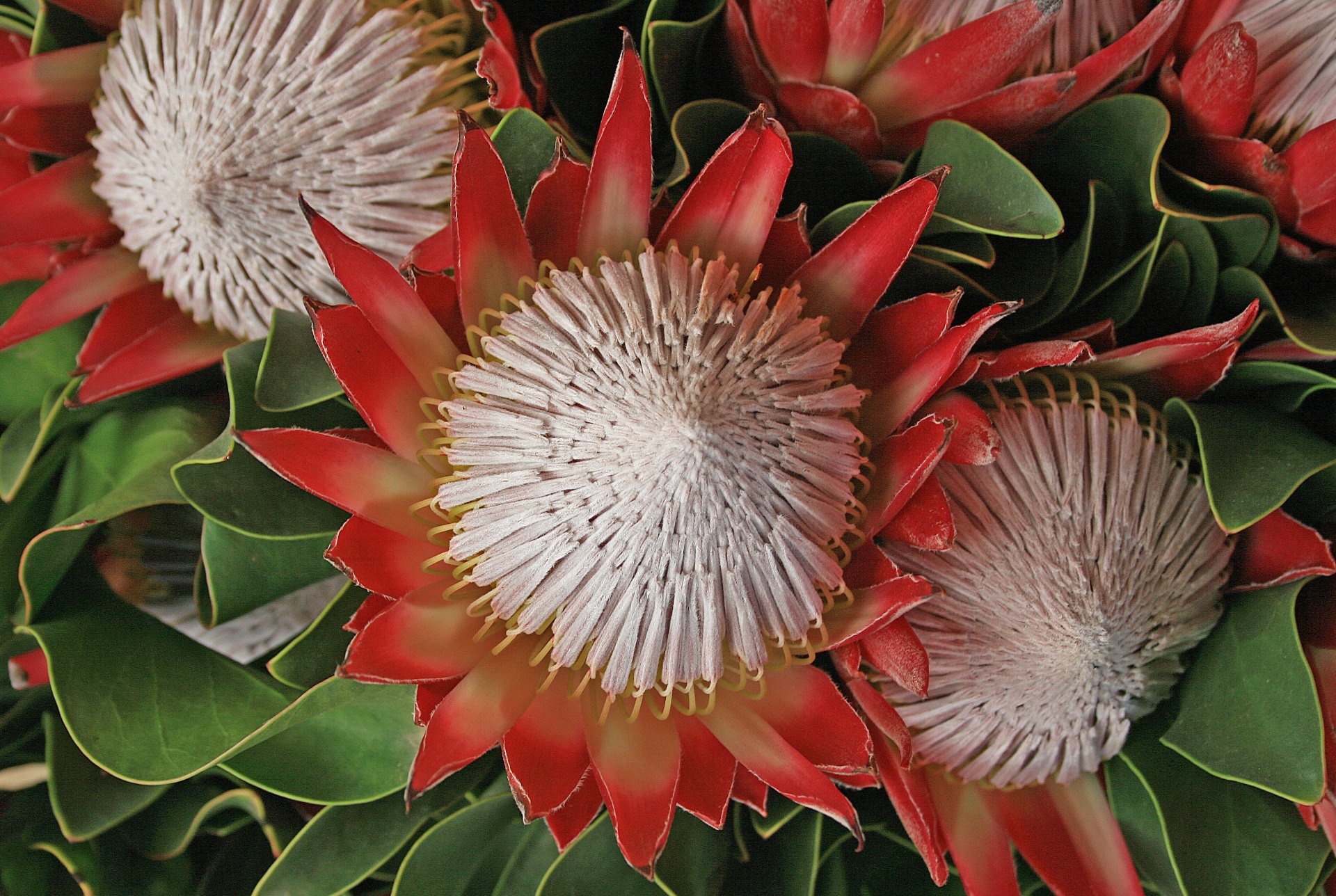 flowers indigenous proteas free photo