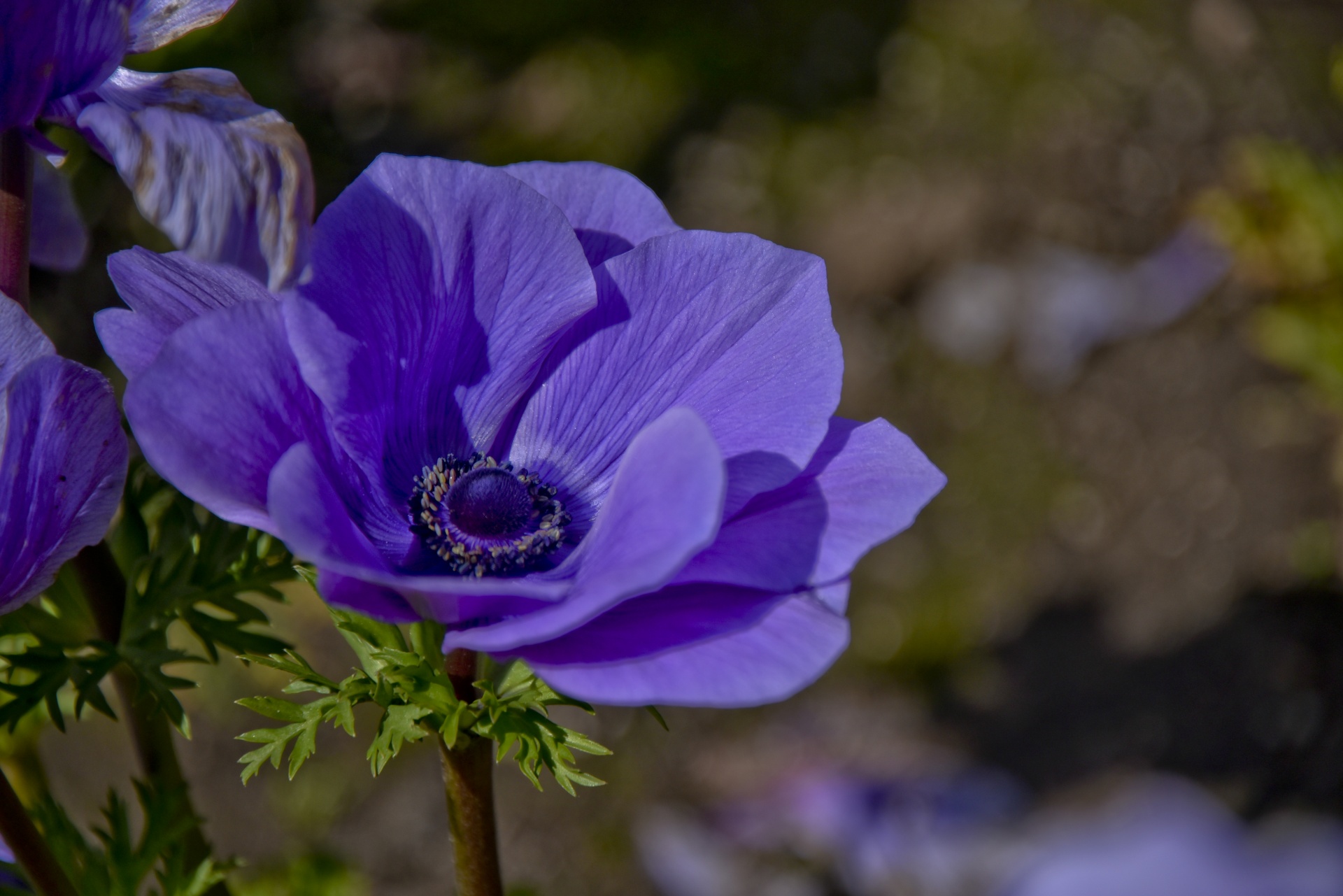 purple flower space free photo