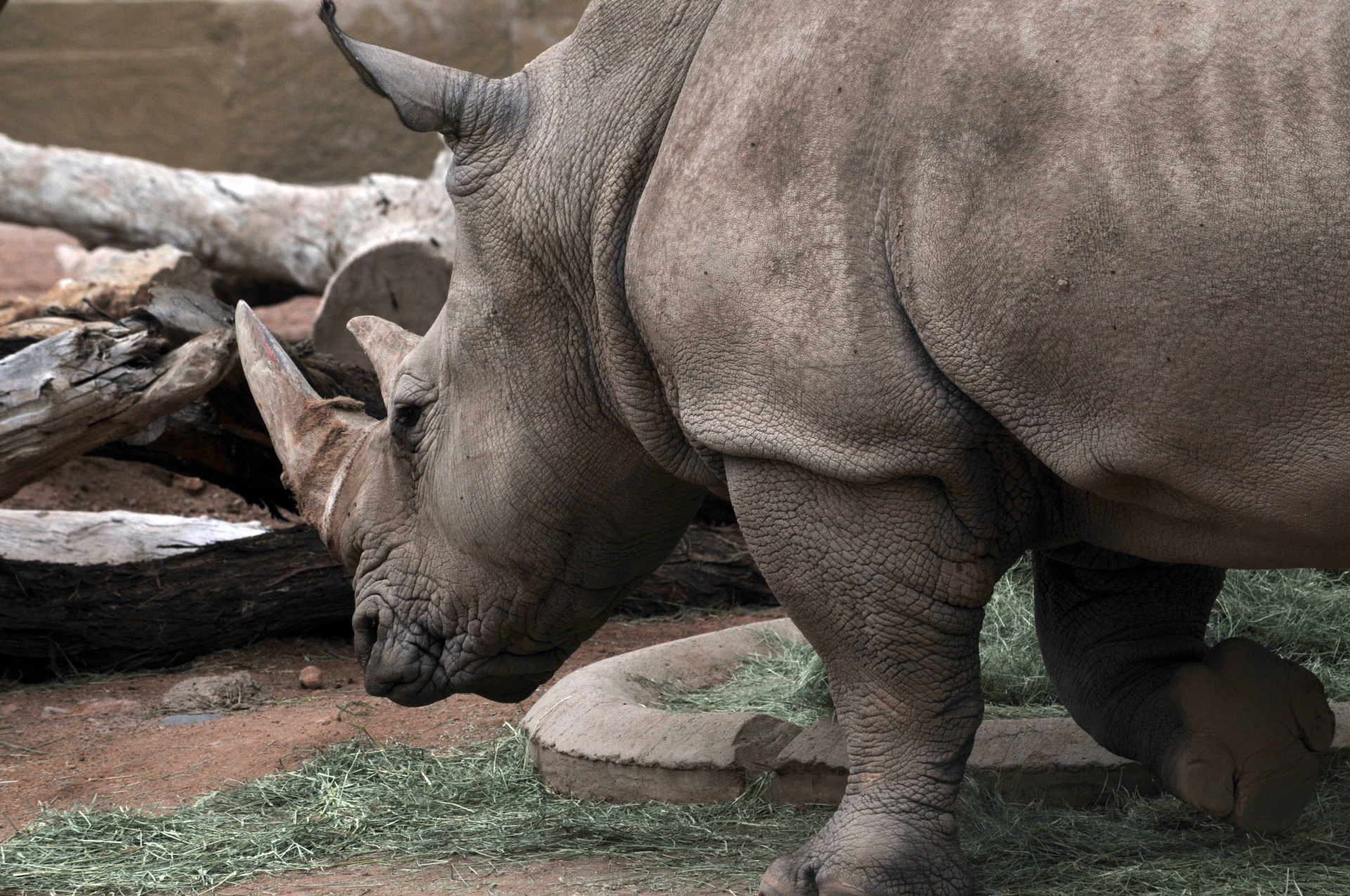 rhinoceros rhino big free photo