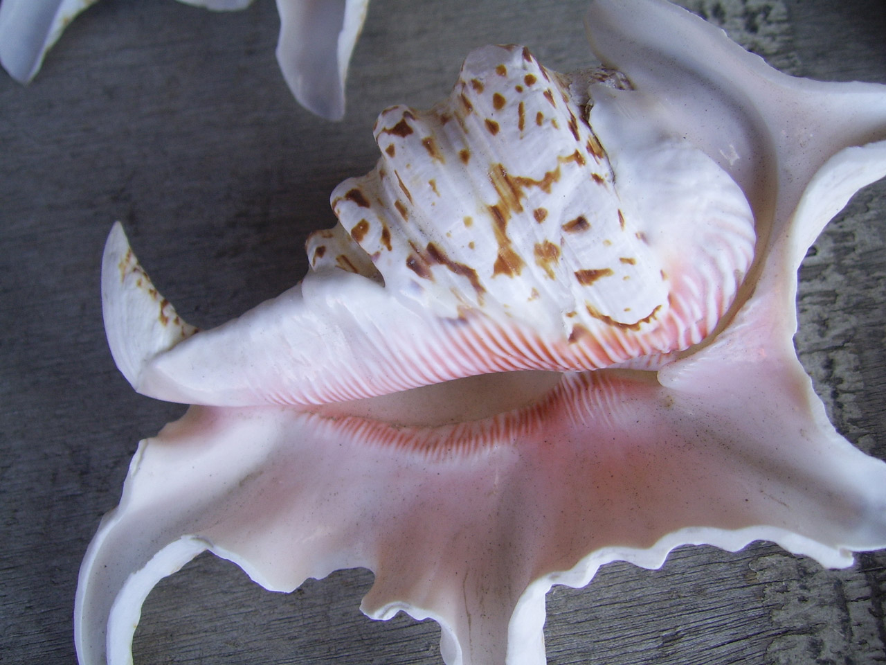 large sea shell free photo
