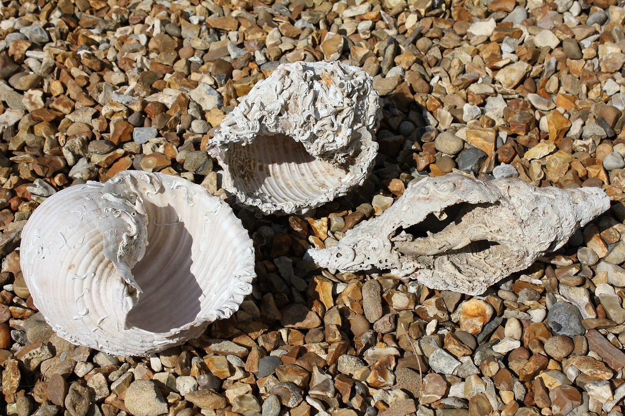 large sea shells marine conchology free photo