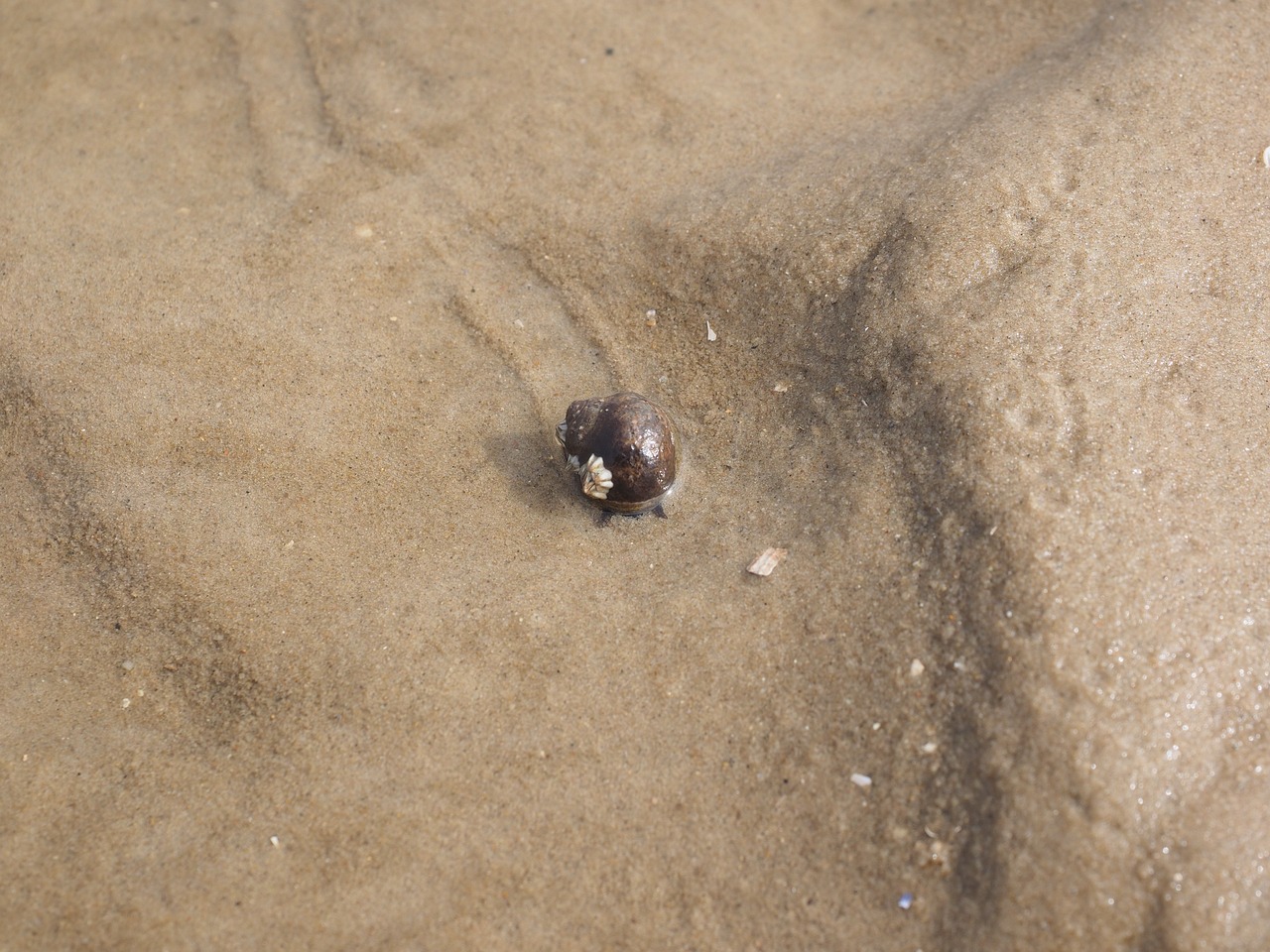 large sea snail snail common sea snail free photo