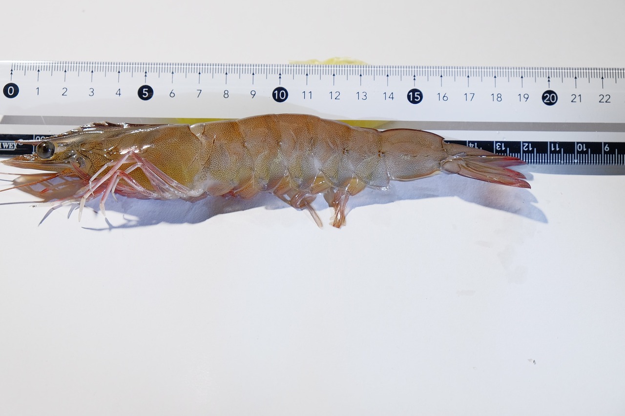 large shrimp big size see securities free photo