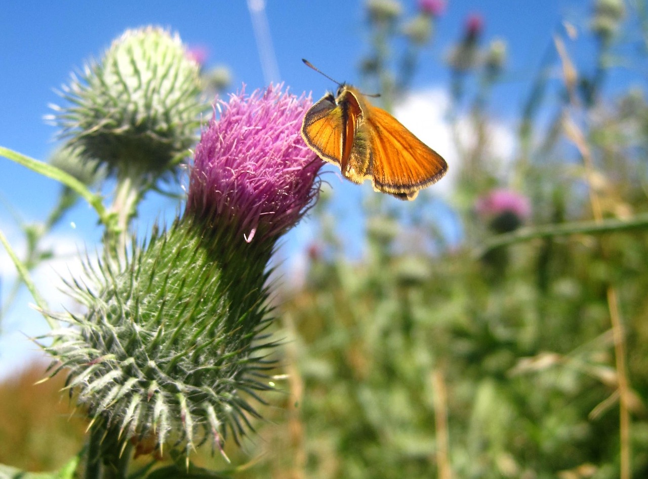 large skipper falter at kratzdistel summer free photo