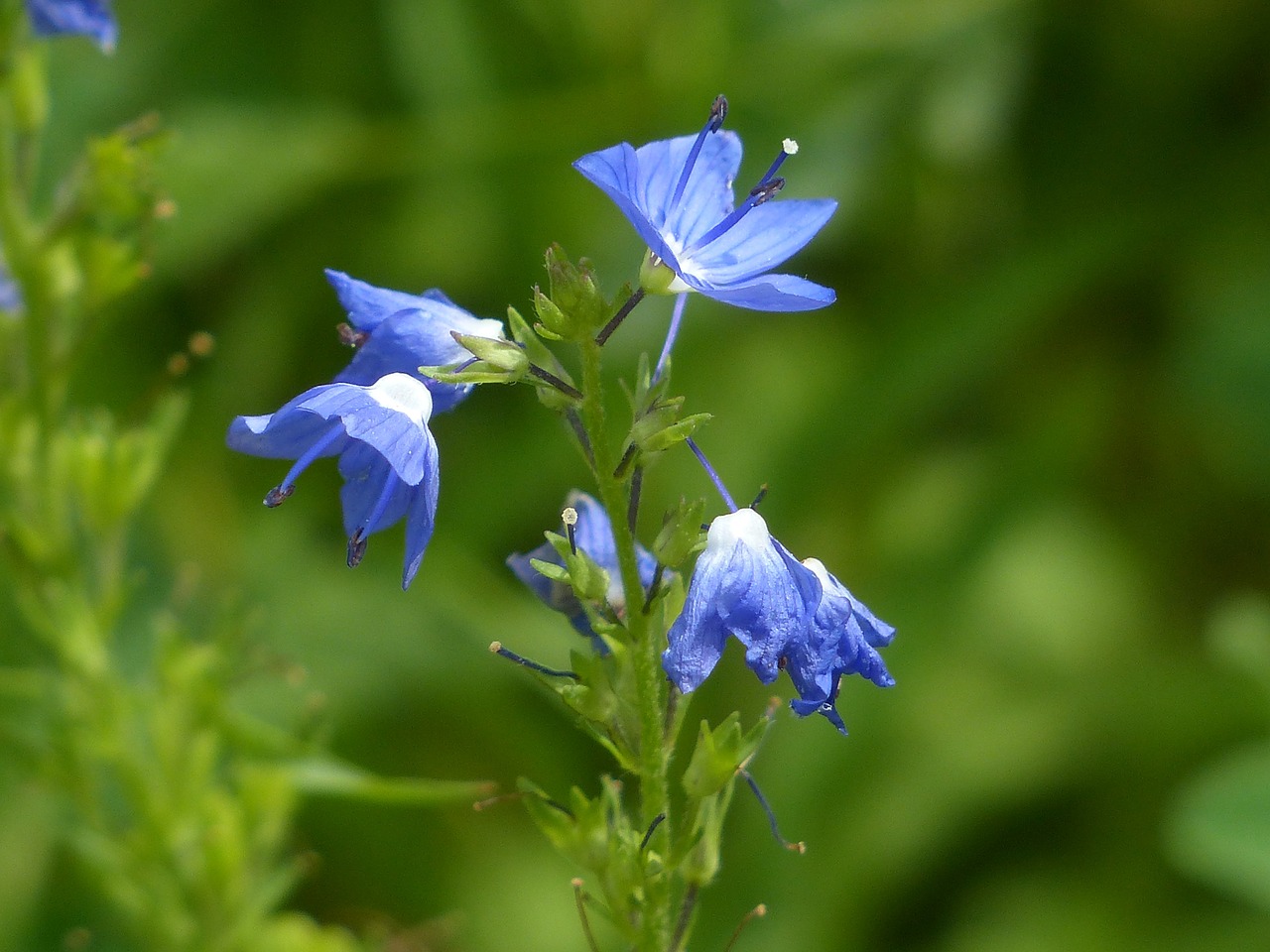 large speedwell flower blossom free photo