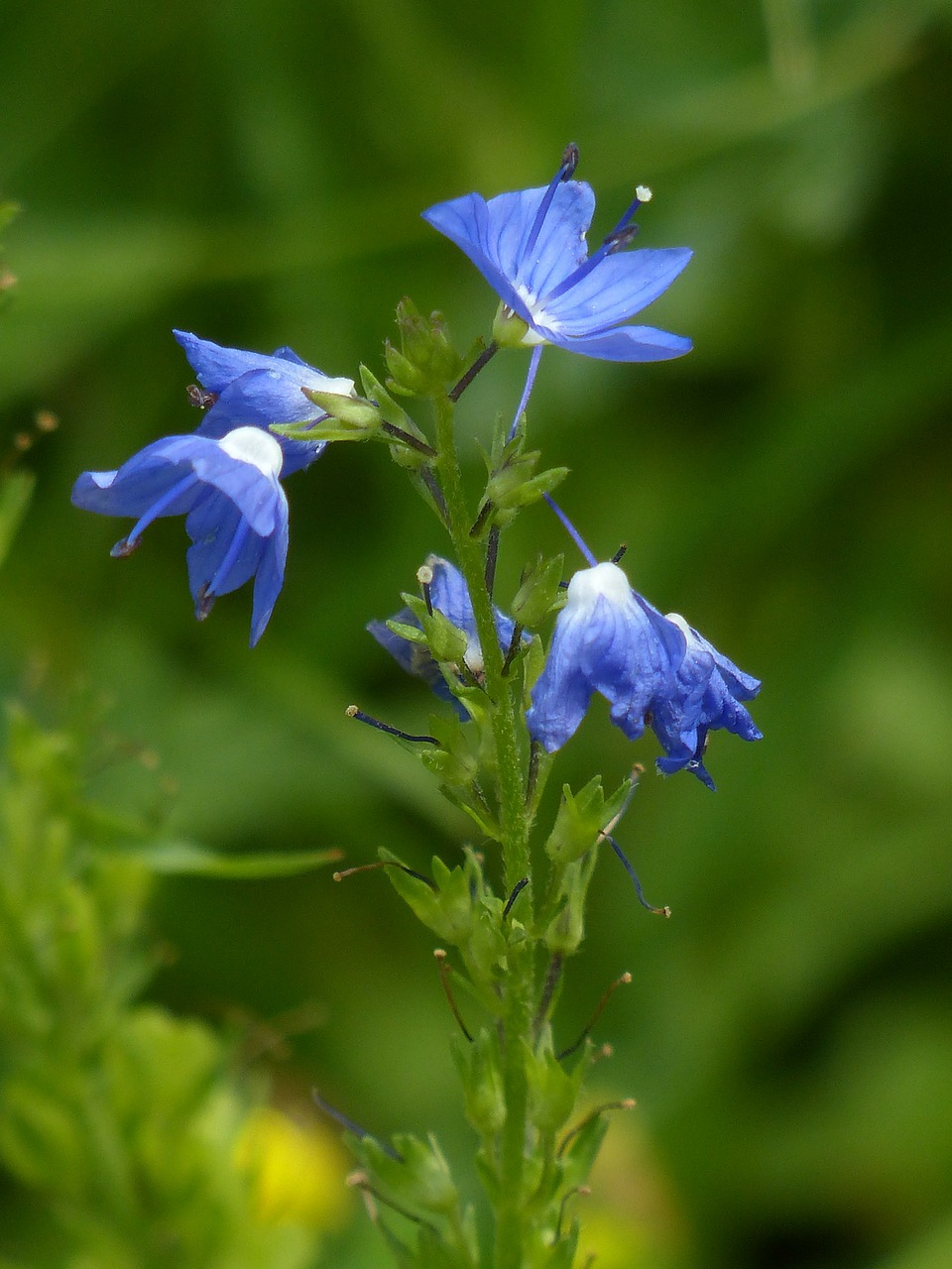 large speedwell flower blossom free photo