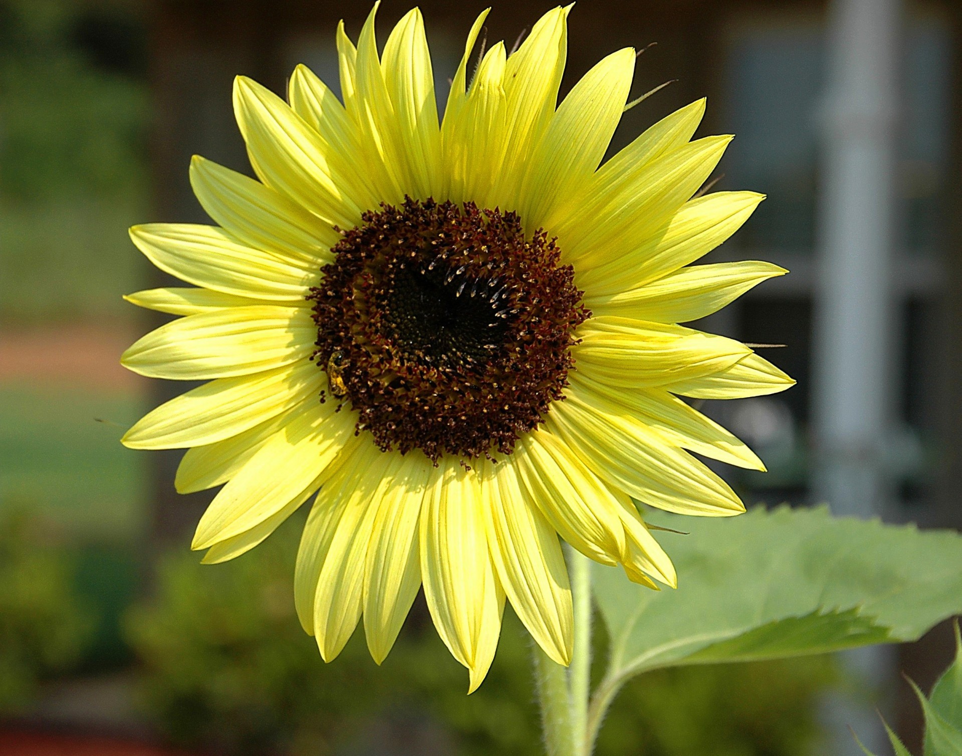 large closeup sunflower free photo