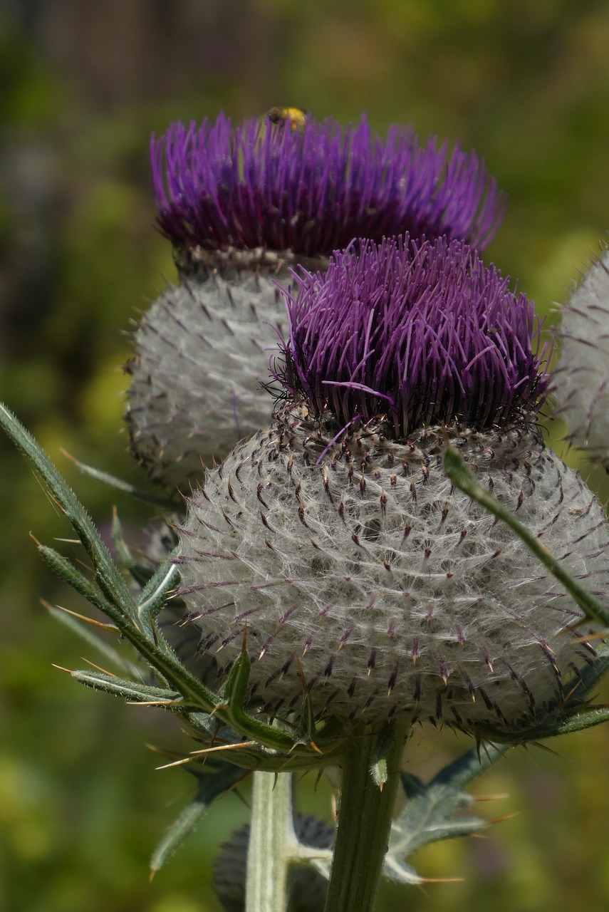 large thistle  mountains  alps free photo