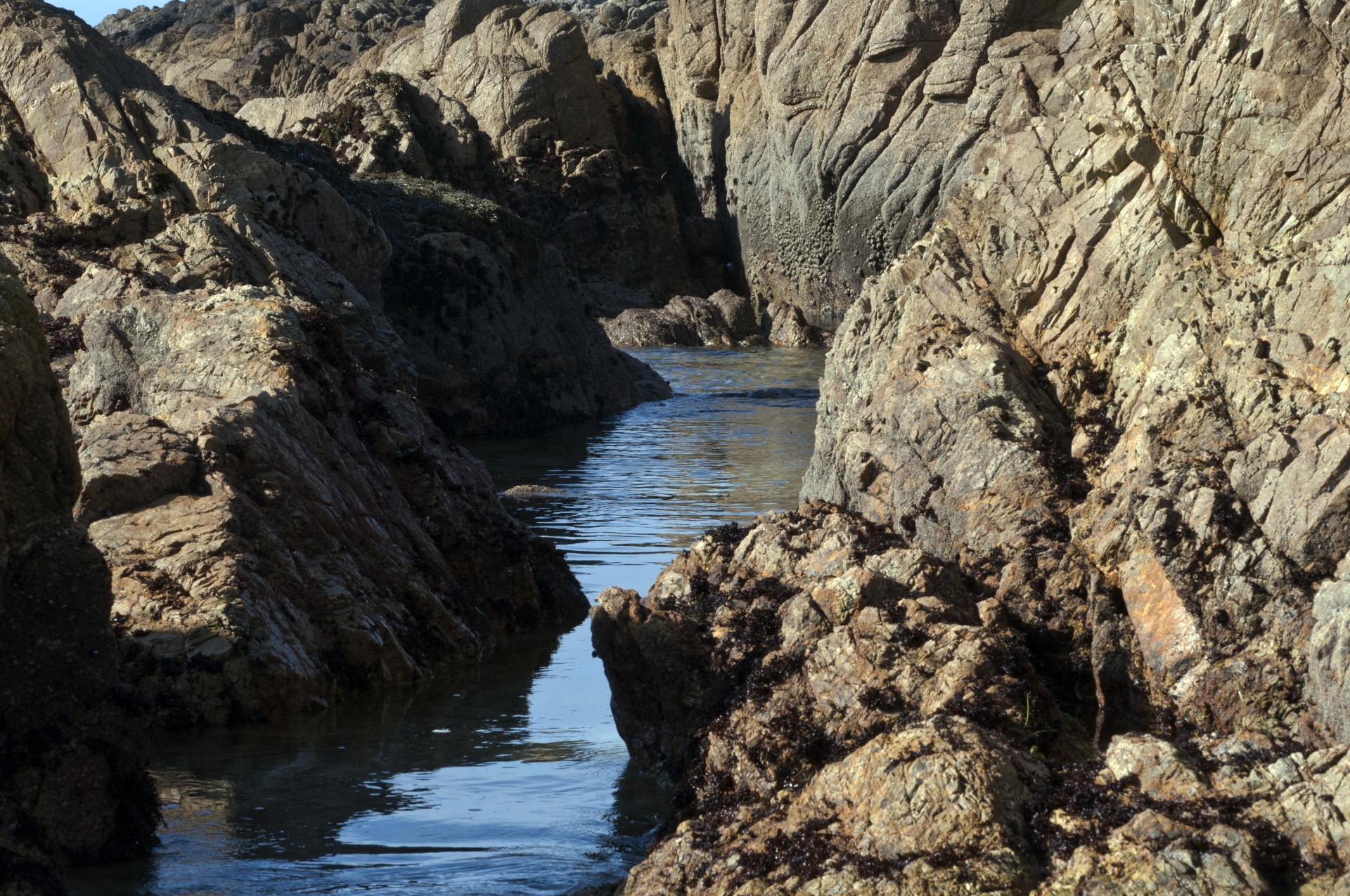 tidepool tide pool ocean free photo