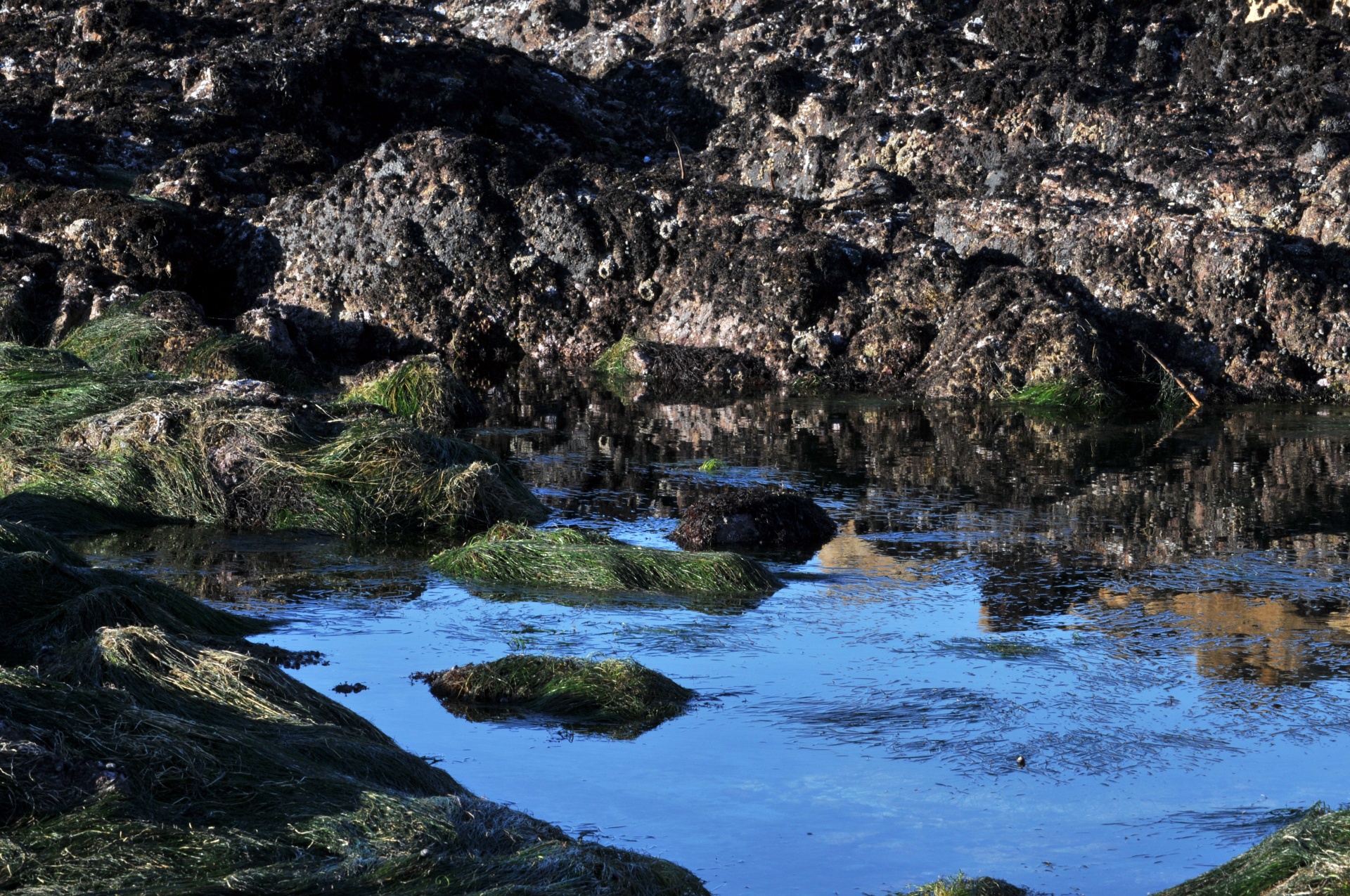 tidepool tidepools blue free photo